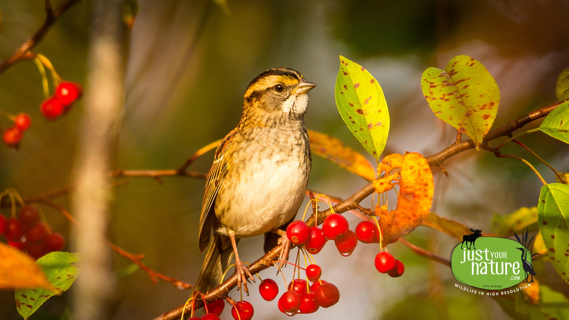 White-throated Sparrow, Parker River NWR, Plum Island, Massachusetts, 17 October 2014 by Eric Swanzey