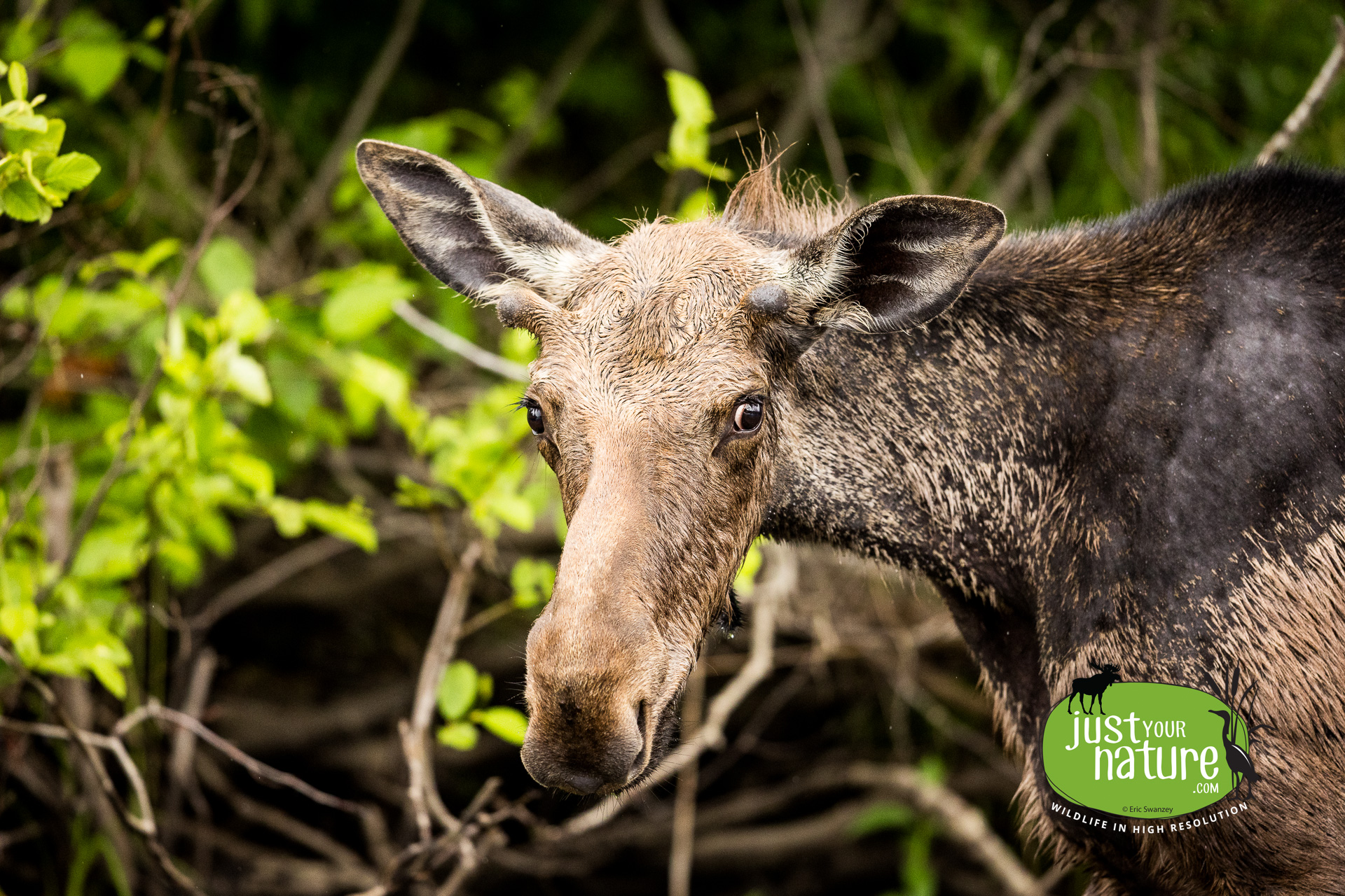 Moose, Thoreau Island, West Branch Penobscot River, North Maine Woods (NMW), Maine, DeLorme 49:C3, 8 June 2024 by Eric Swanzey