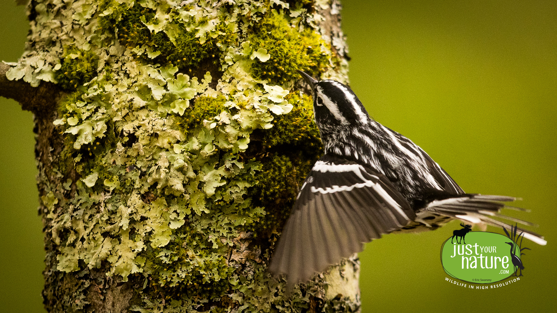 Black-and-white Warbler, Middle Pond, York, Maine. 9 May 2024 by Eric Swanzey