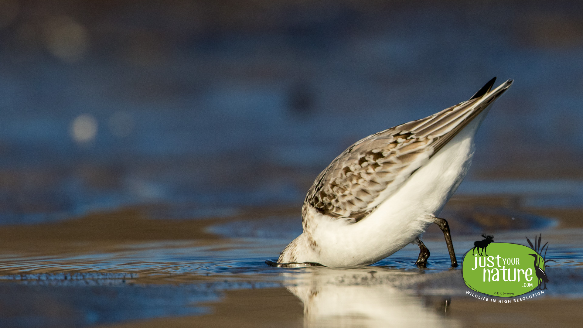 Sanderling, Crane Beach, Ipswich, Massachusetts, 3 November 2015 by Eric Swanzey