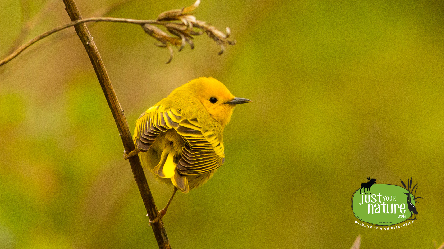 Yellow Warbler, Sandy Point State Reservation, Plum Island, Massachusetts, 13 May 2014 by Eric Swanzey