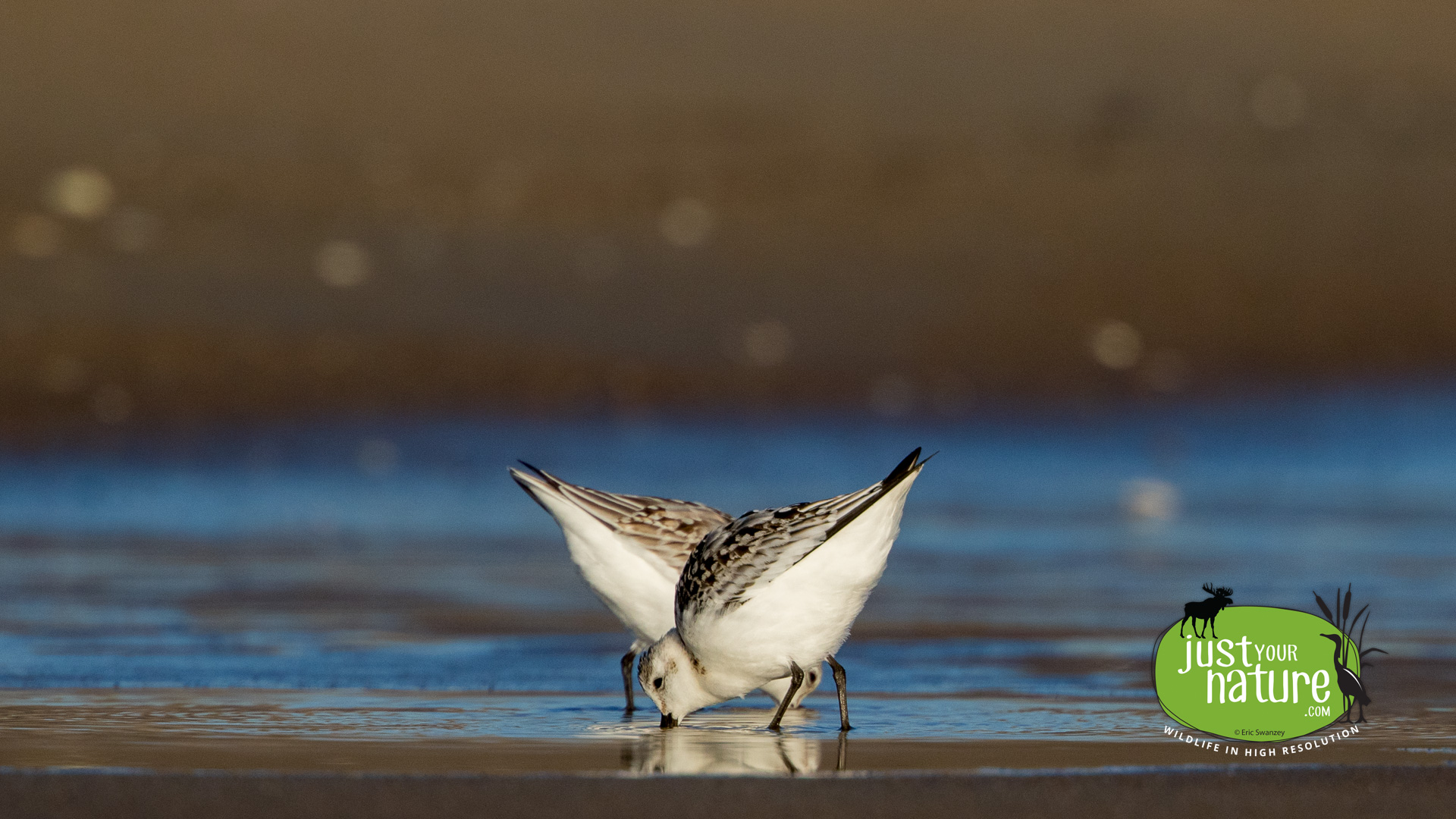 Sanderling, Crane Beach, Ipswich, Massachusetts, 3 November 2015 by Eric Swanzey