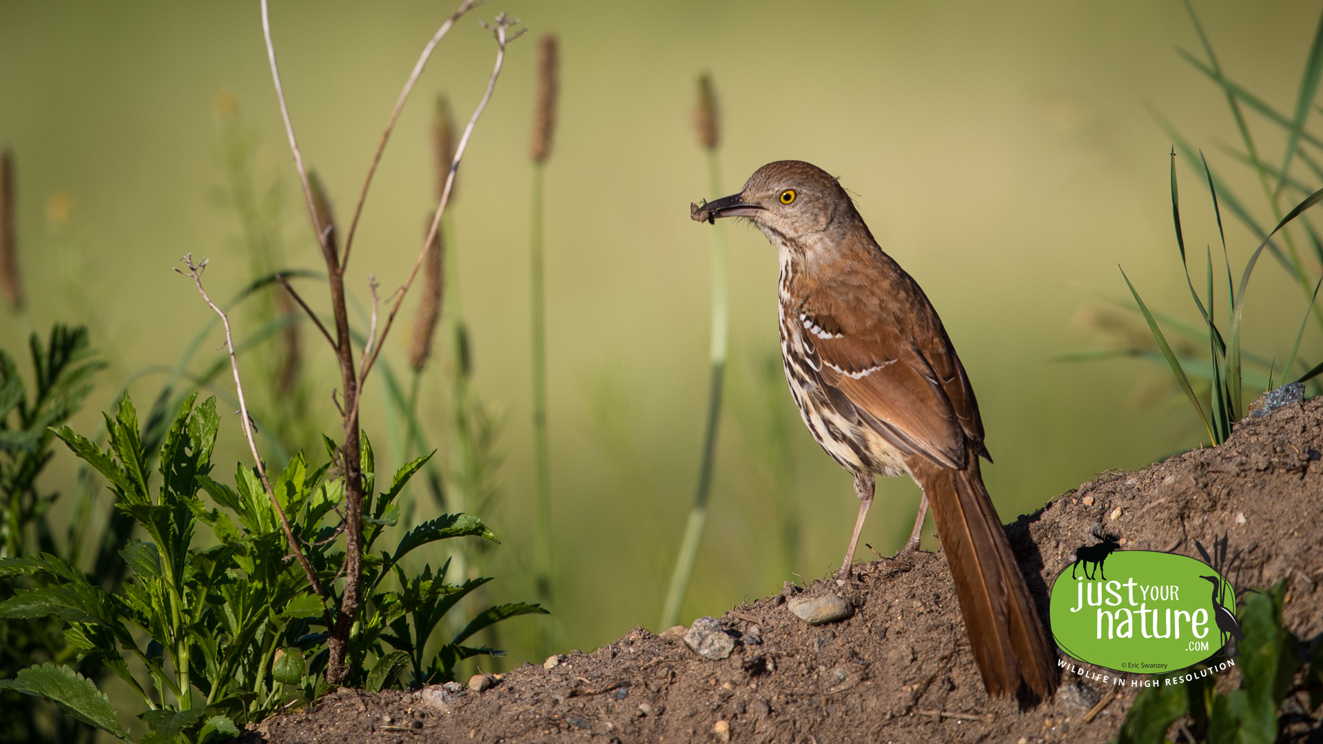 Brown Thrasher, Parker River NWR, Plum Island, Massachusetts, 15 June 2017 by Eric Swanzey