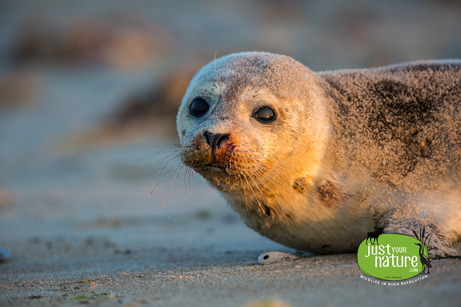 Harbor Seal, Sandy Point State Reservation, Plum Island, Massachusetts, 19 August 2015 by Eric Swanzey