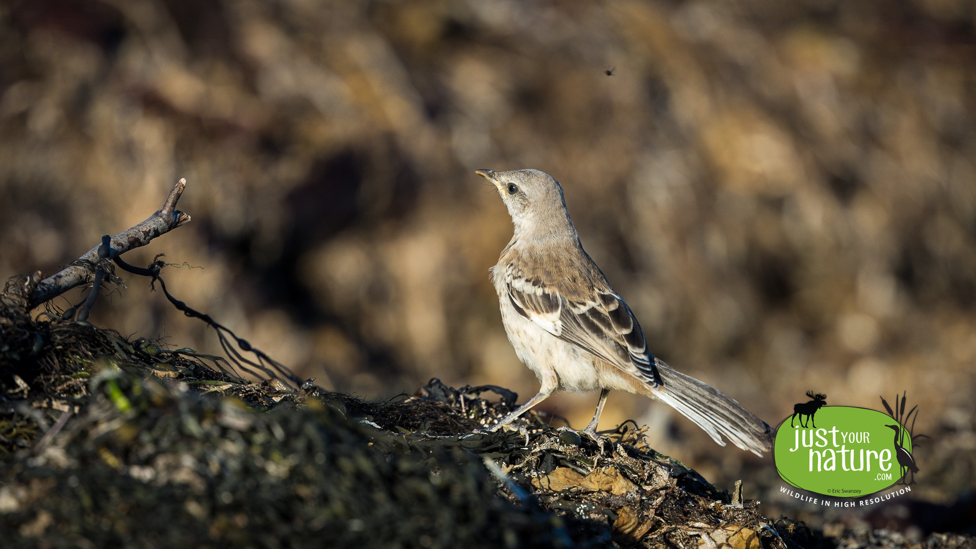 Northern Mockingbird, Fort Foster, Kittery Point, Maine, 24 September 2024 by Eric Swanzey