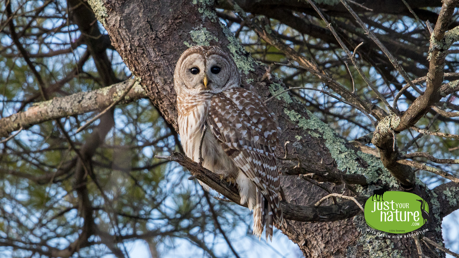 Barred Owl, Chubb Creek, Beverly Farms, Massachusetts, 25 April 2015 by Eric Swanzey