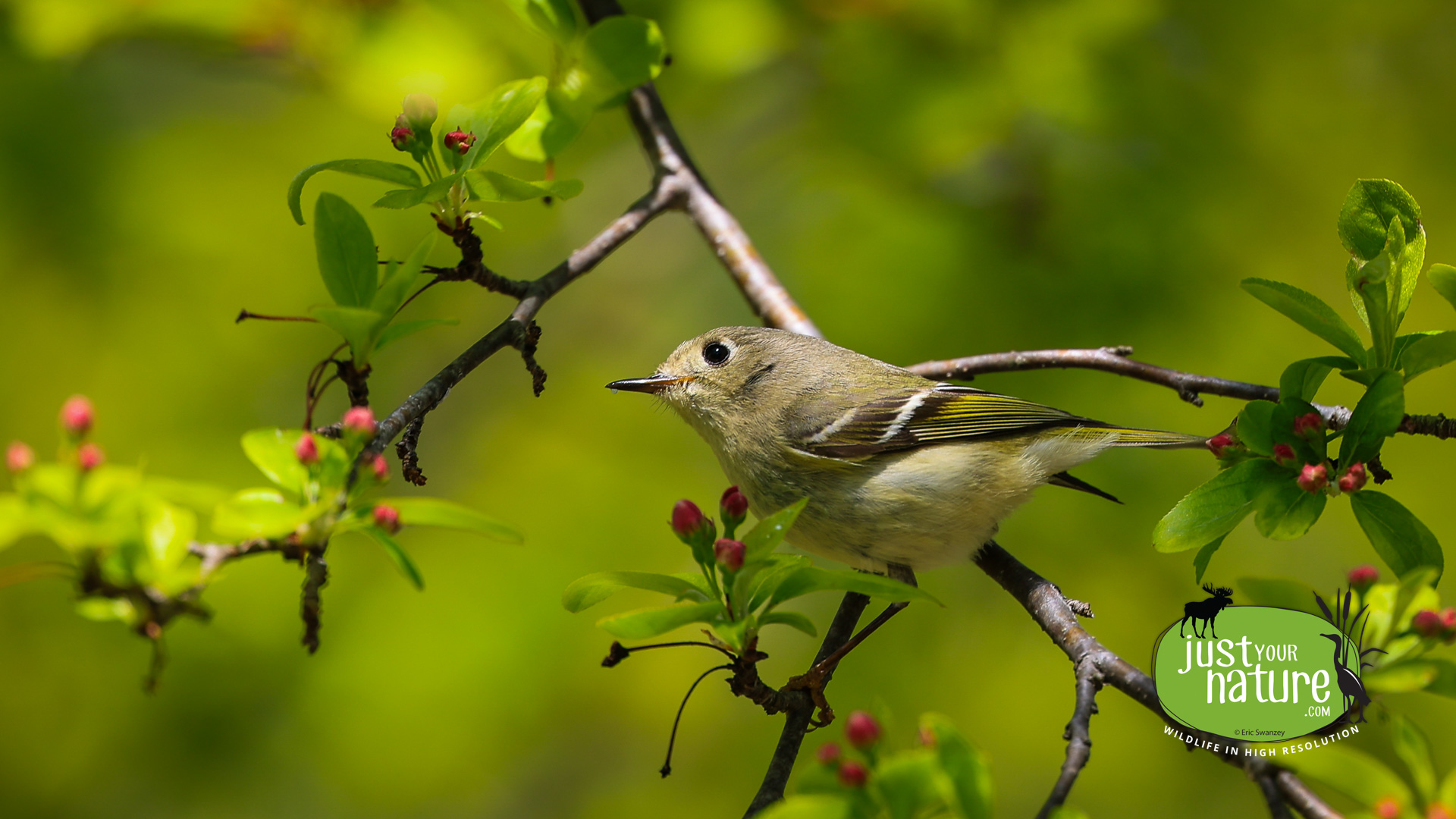 Ruby-crowned Kinglet, Chubb Creek, Beverly Farms, Massachusetts, 8 May 2022 by Eric Swanzey