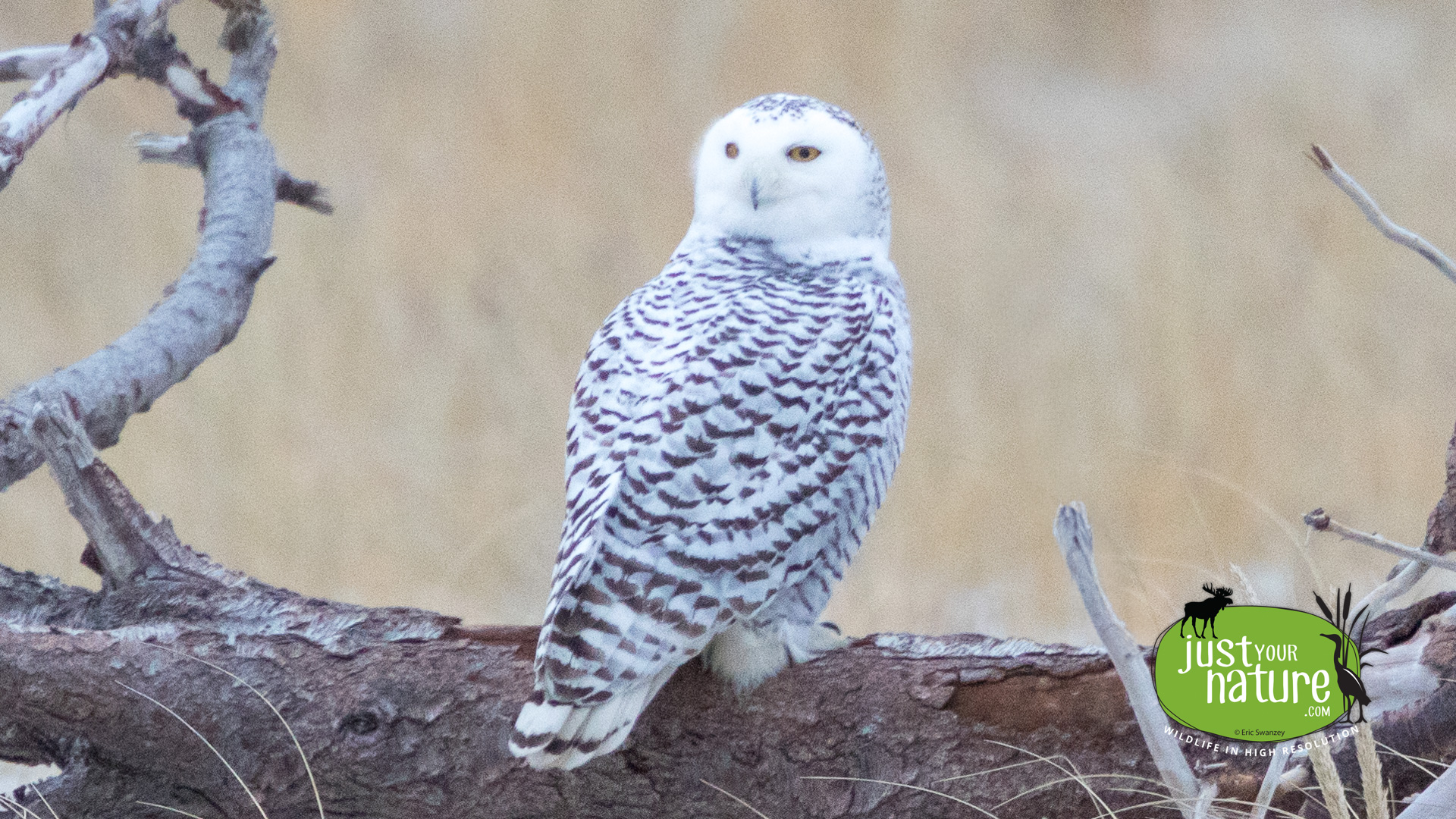 Snowy Owl, Crane Beach, Ipswich, Massachusetts, 9 December 2015 by Eric Swanzey