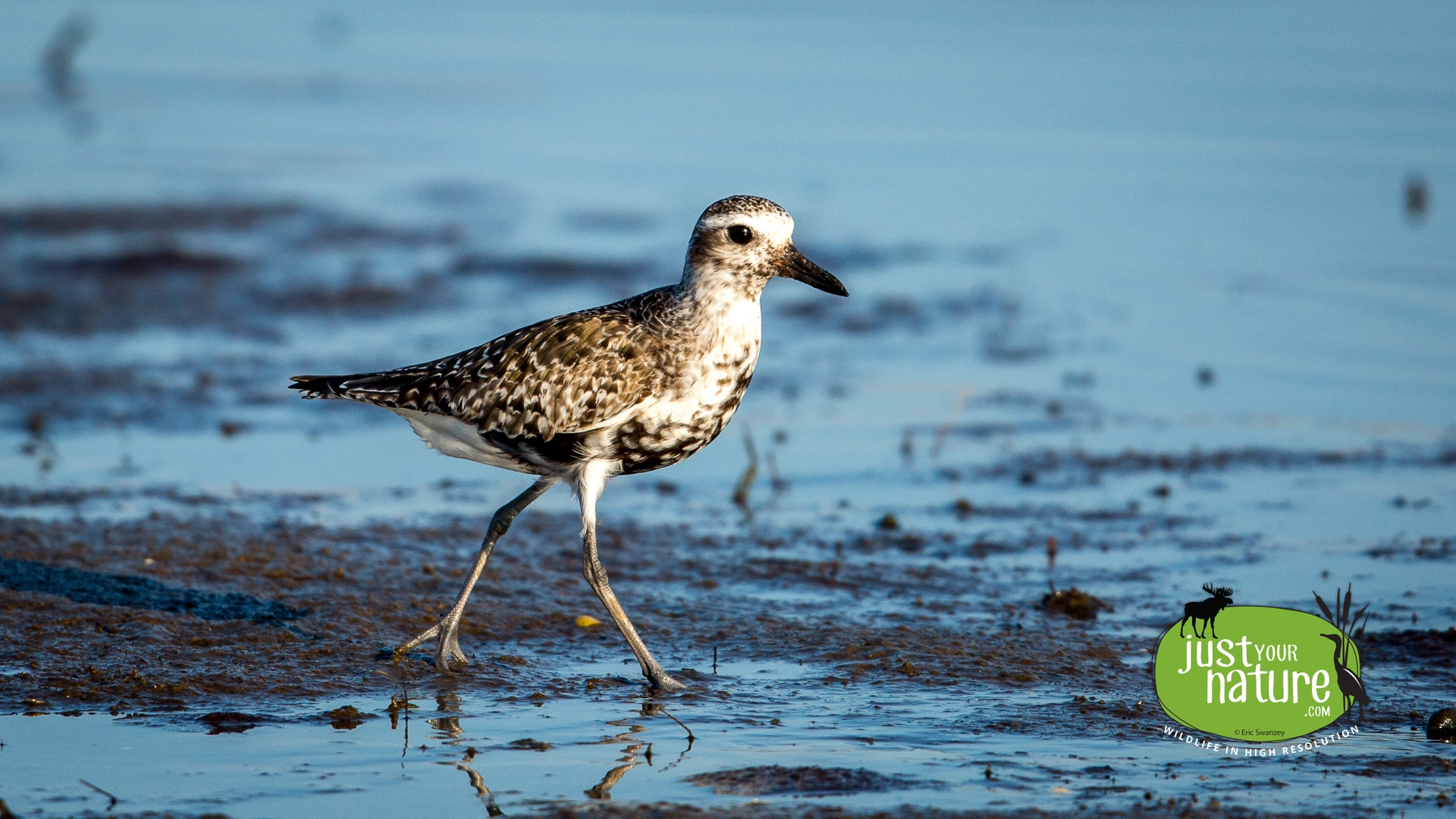 Black-bellied Plover, Sandy Point State Reservation, Plum Island, Massachusetts, 25 August 2014 by Eric Swanzey