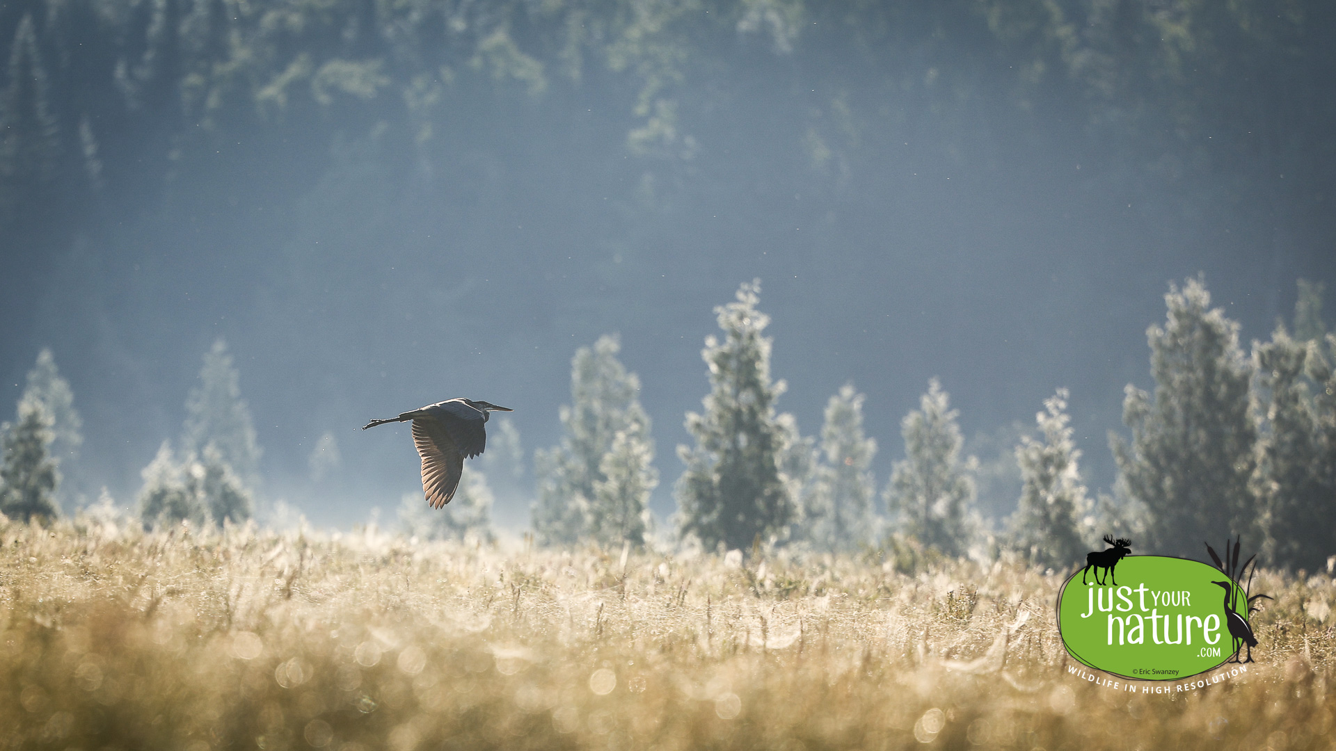 Great Blue Heron, West Shirley Bog, Shirley, Moose Junction Township, Maine, 21 August 2022 by Eric Swanzey