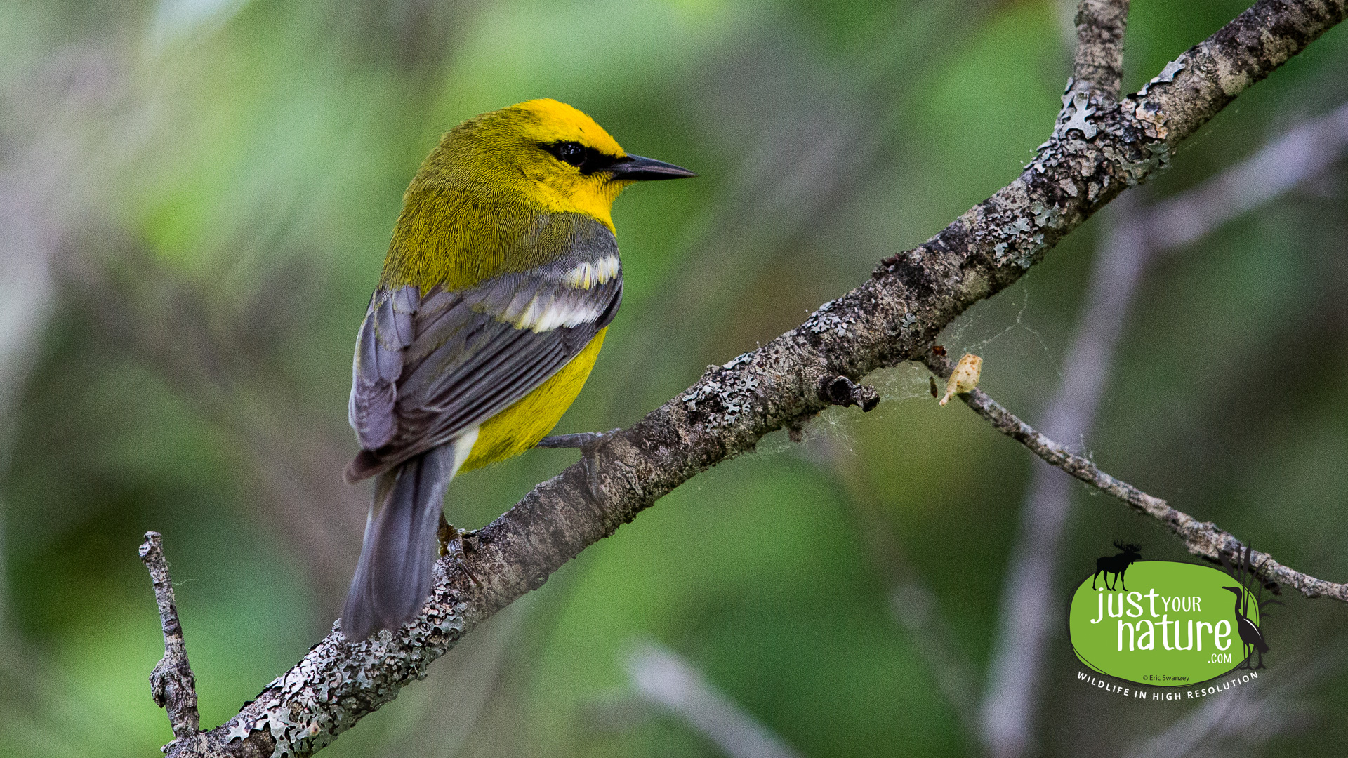 Blue-winged Warbler, Ordway Reservation, West Newbury, Massachusetts, 26 May 2015 by Eric Swanzey