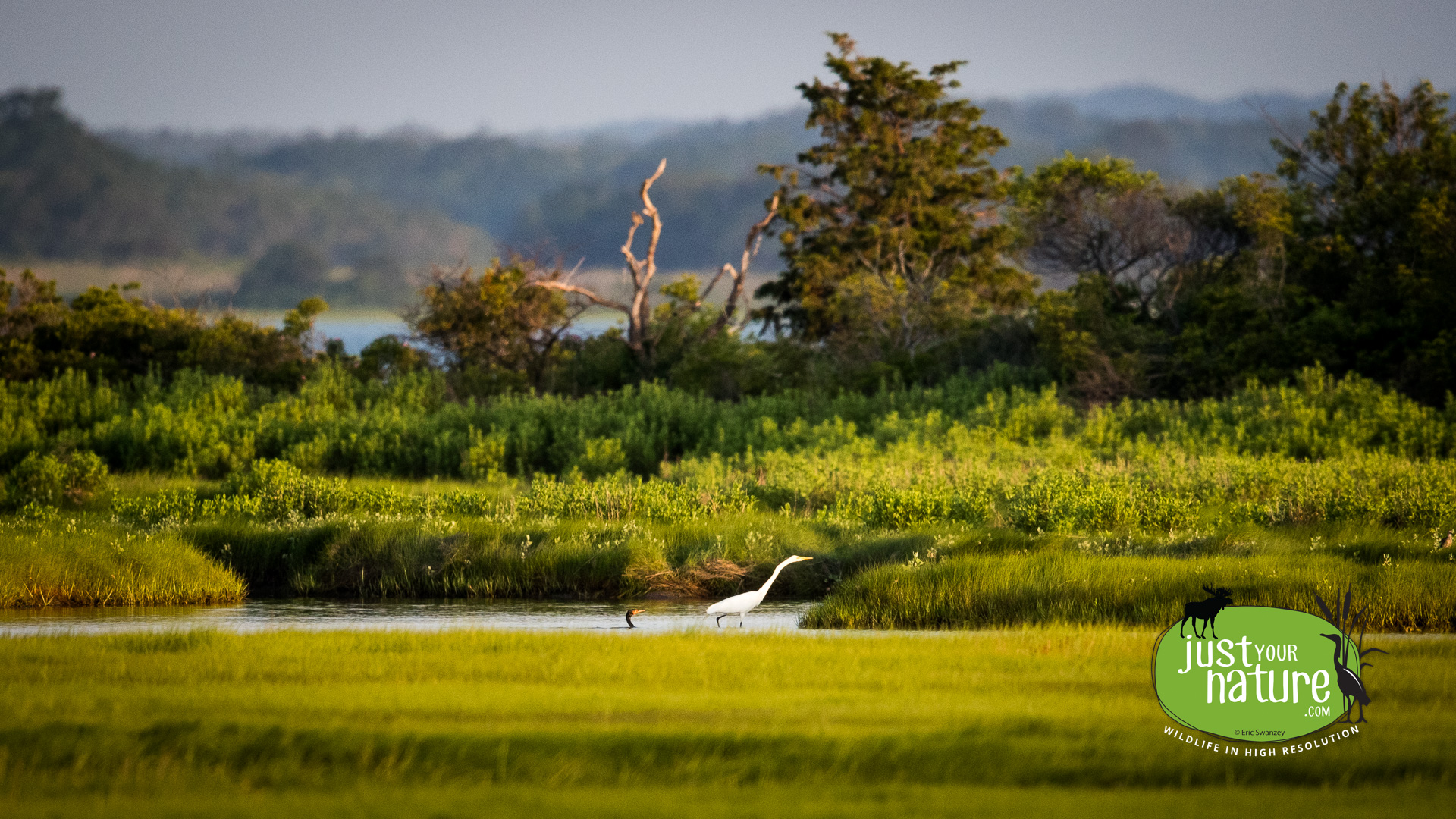 Double-crested Cormorant, Great Egret, Parker River NWR, Plum Island, Massachusetts, 30 June 2017 by Eric Swanzey