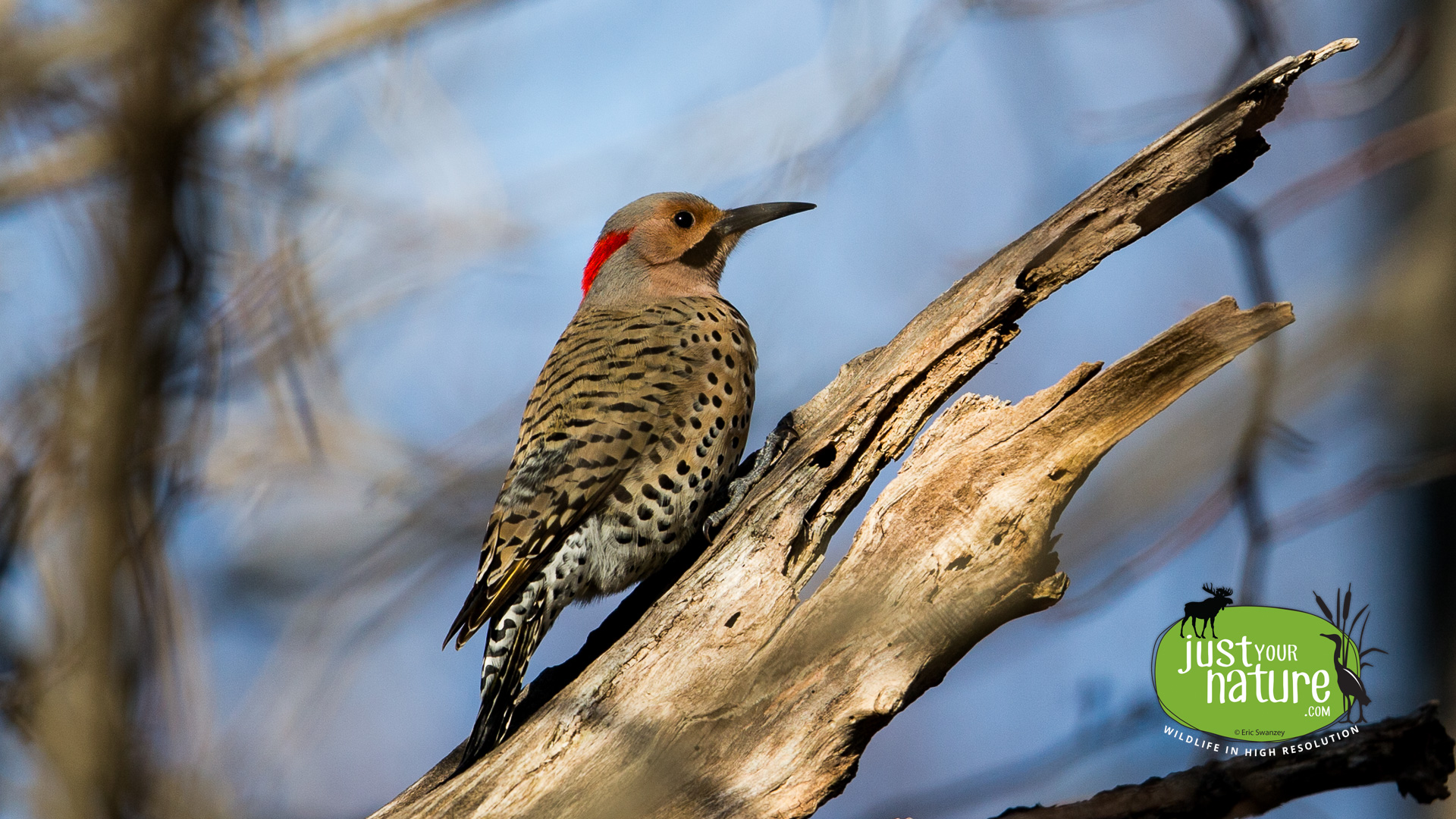 Northern Flicker, Parker River NWR, Plum Island, Massachusetts, 20 April 2016 by Eric Swanzey