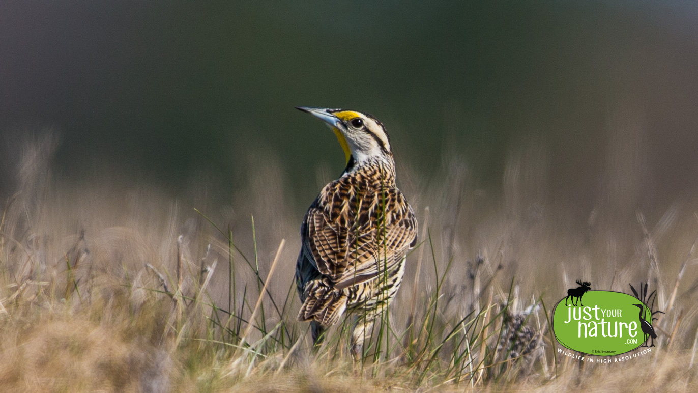 Eastern Meadowlark, Crow Lane, Newburyport, Massachusetts, 15 April 2016 by Eric Swanzey