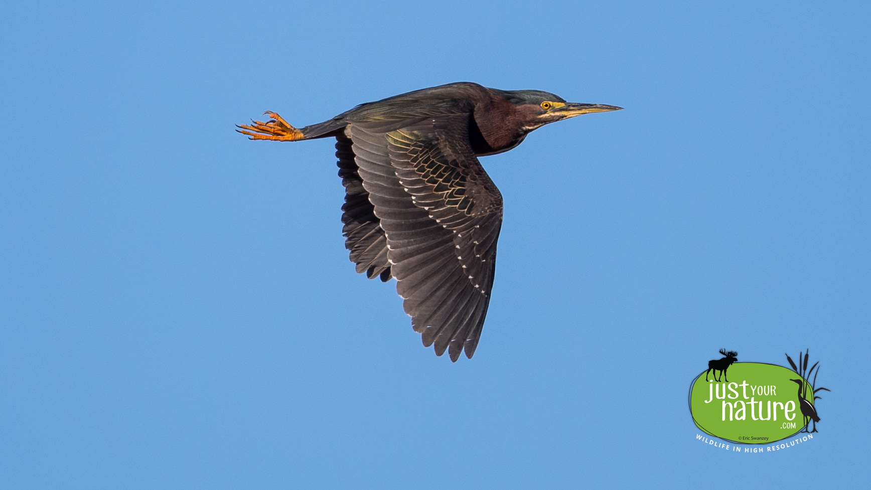 Green Heron, Parker River NWR, Plum Island, Massachusetts, 10 May 2016 by Eric Swanzey