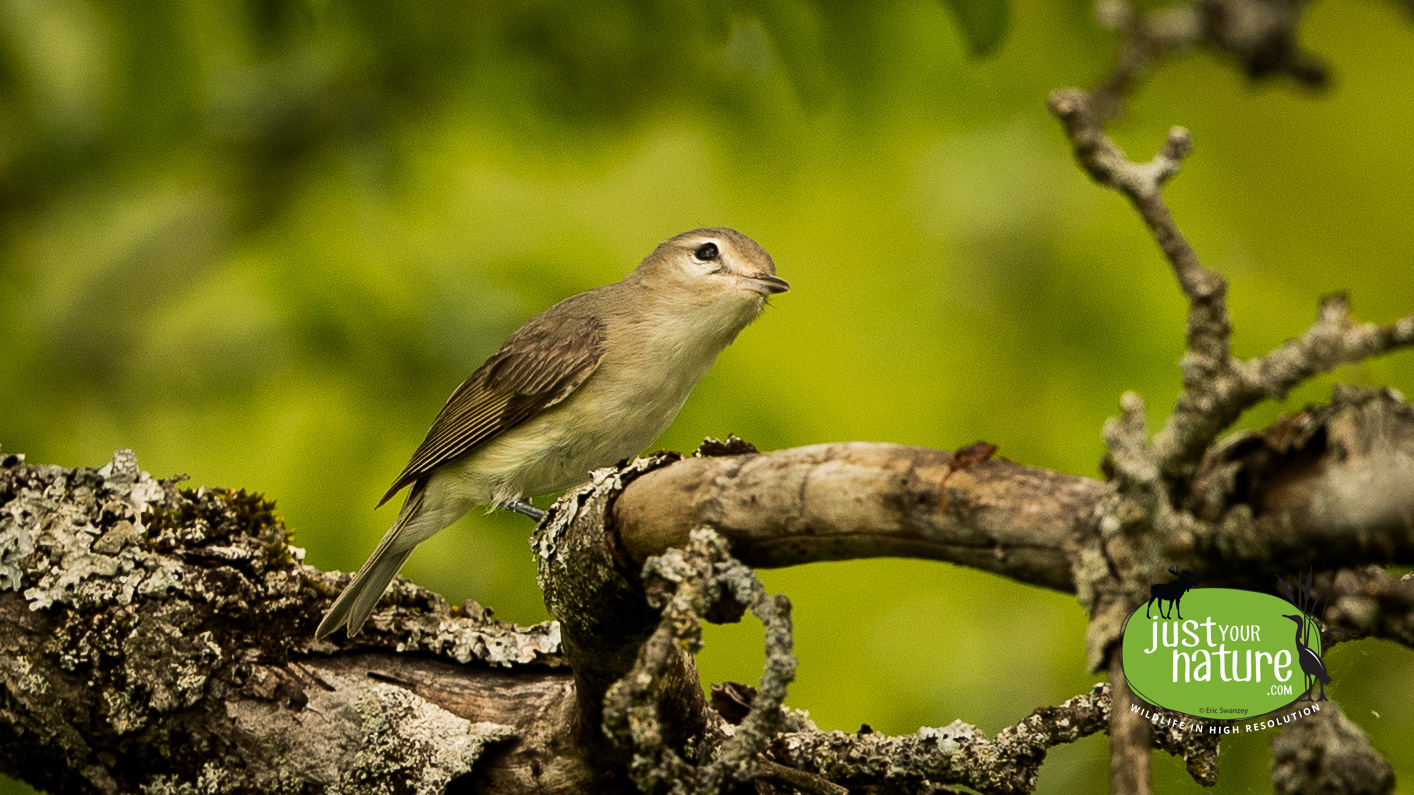 Warbling Vireo, Hop Brook Wildlife Management Area, Lee, Massachusetts, 20 May 2019 by Eric Swanzey