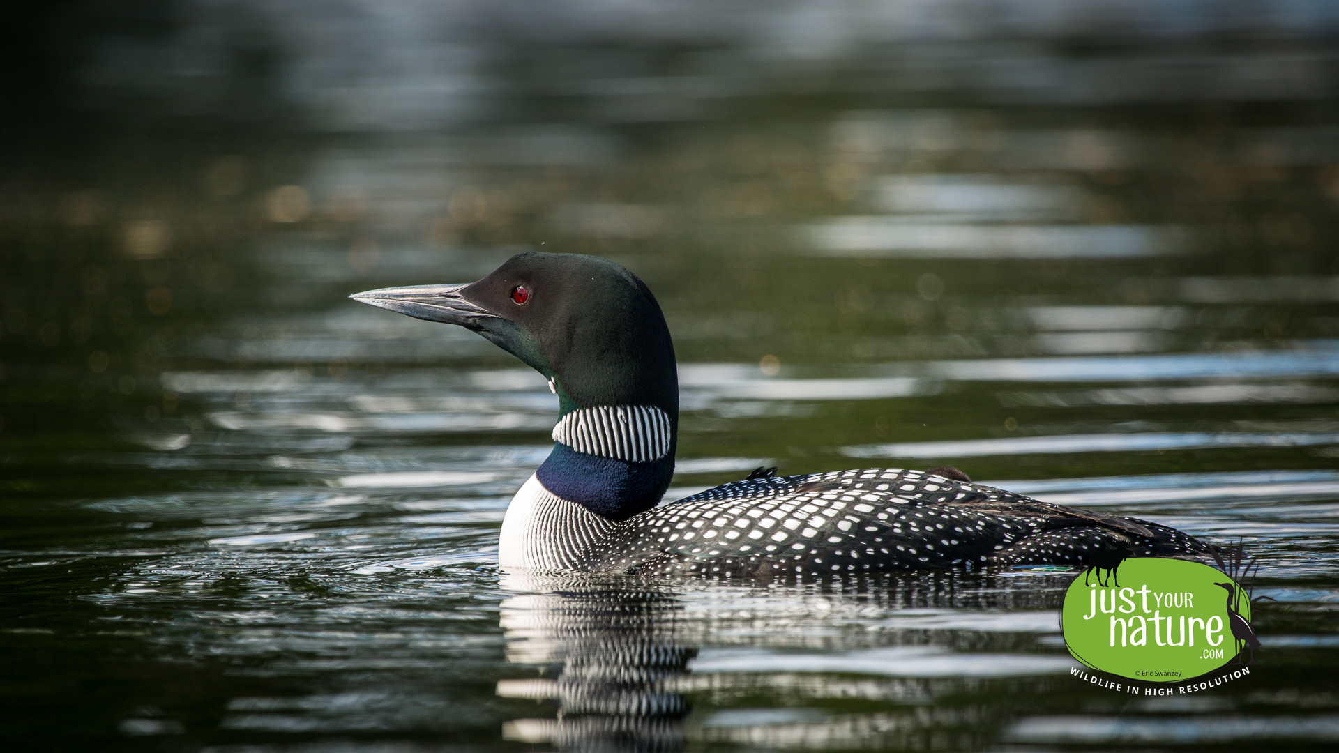 Common Loon, Grafton Pond, Grafton, New Hampshire, 20 June 2014 by Eric Swanzey