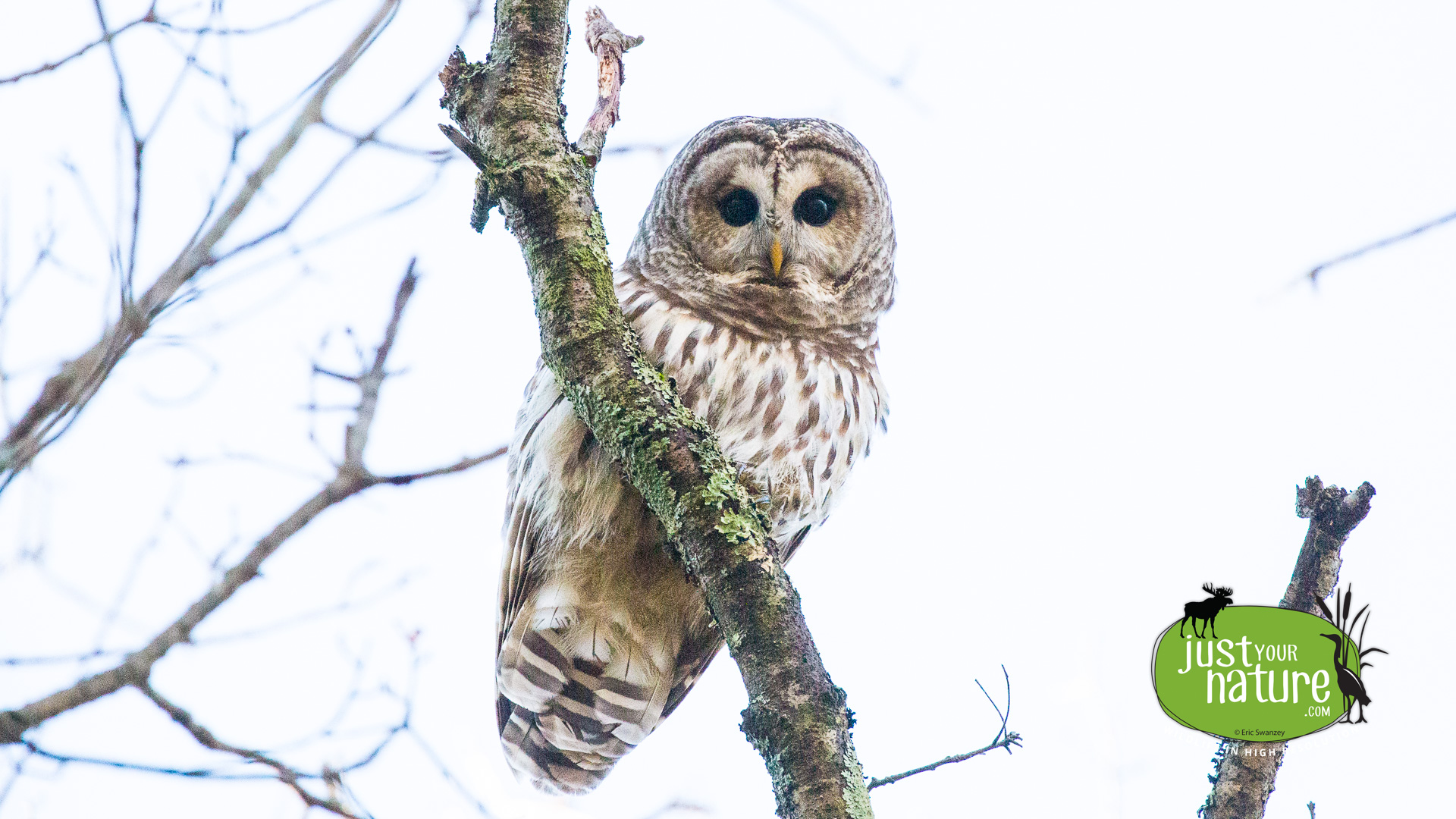 Barred Owl, Willowdale State Forest, Ipswich, Massachusetts, 19 January 2015 by Eric Swanzey