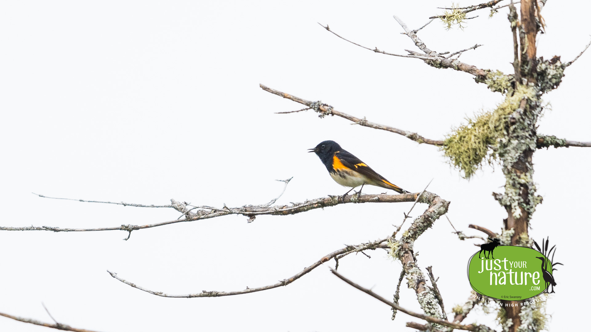 American Redstart, Long Pond, Rangeley, Maine, DeLorme 18:A4, 23 May 2024 by Eric Swanzey