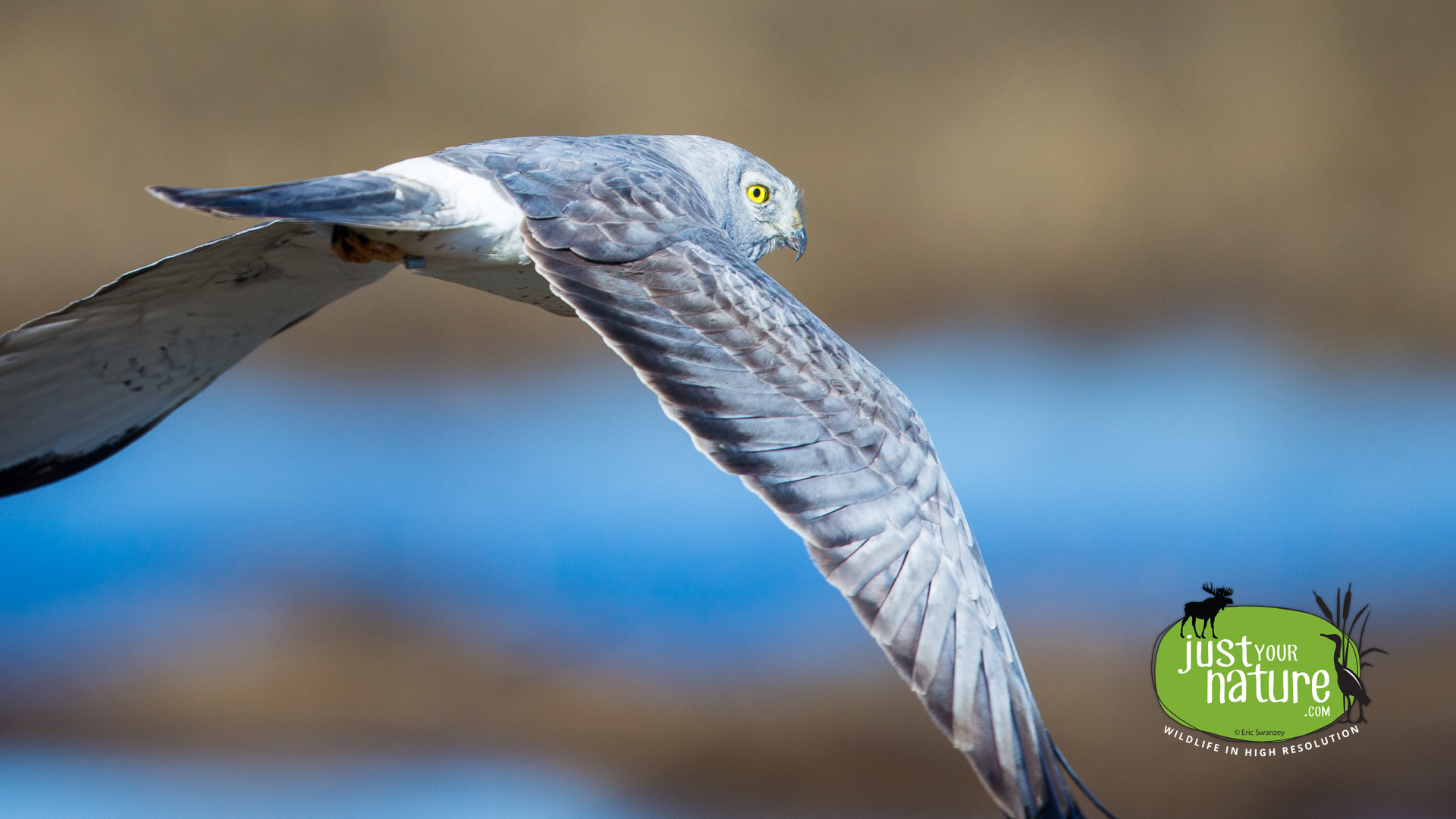 Northern Harrier, Parker River NWR, Plum Island, Massachusetts, 10 April 2016 by Eric Swanzey