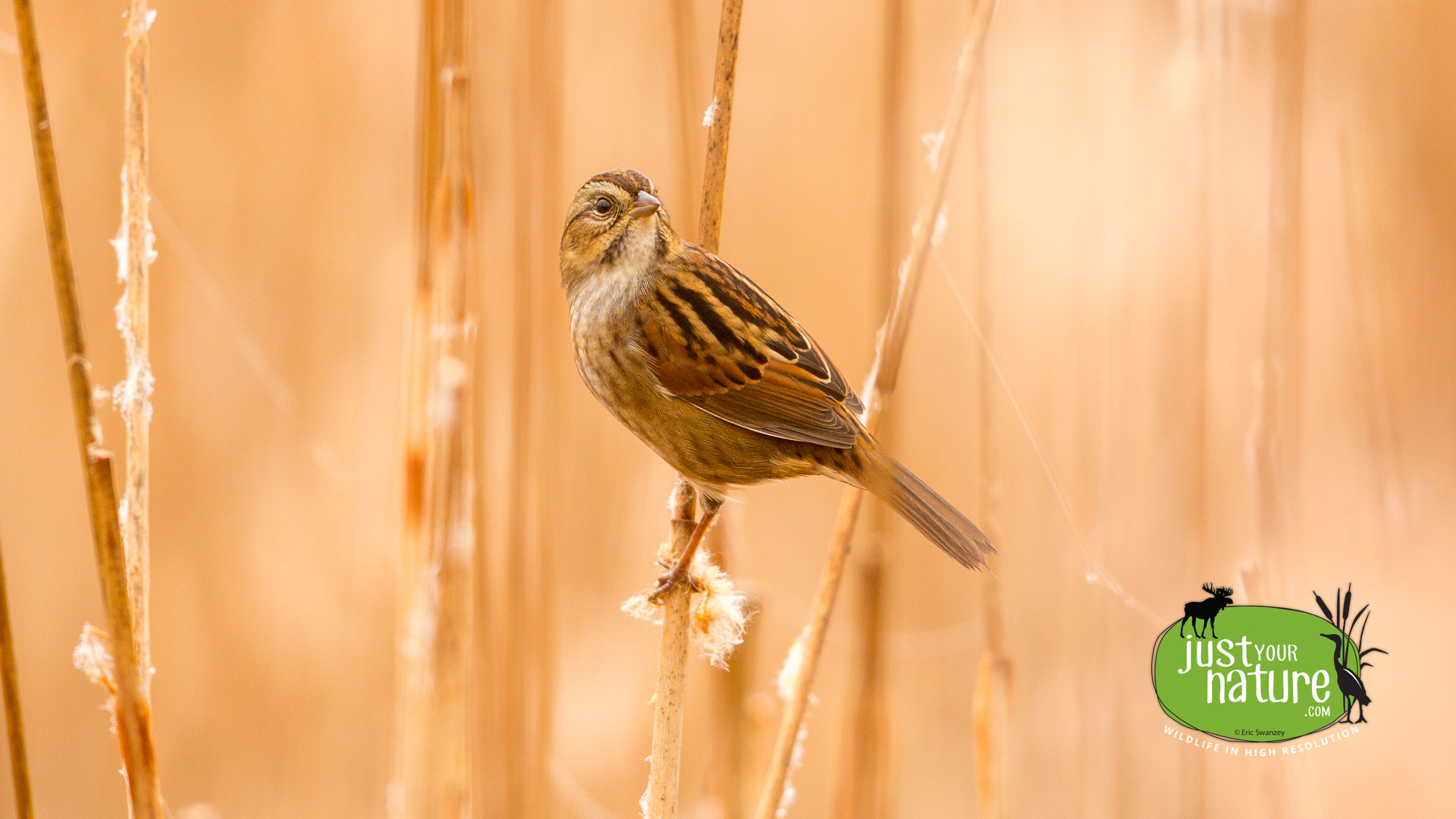 Swamp Sparrow, Parker River NWR, Plum Island, Massachusetts, 29 October 2014 by Eric Swanzey