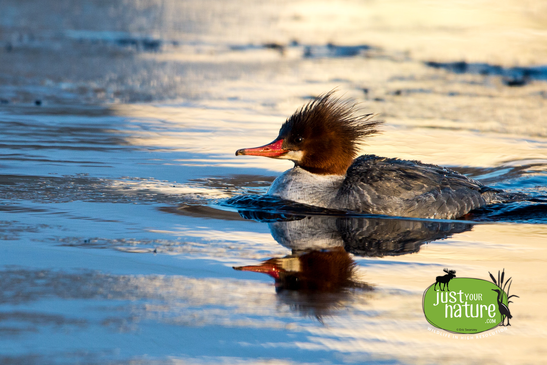 Common Merganser, Deer Island, Amesbury, Massachusetts, 10 February 2014 by Eric Swanzey