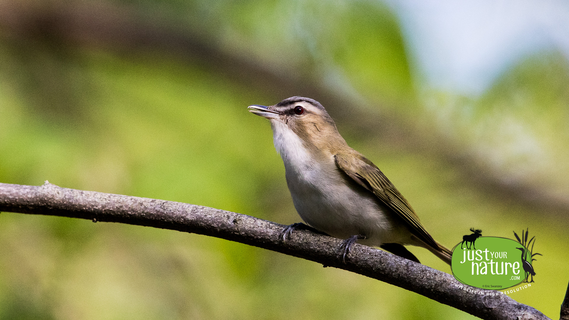 Red-eyed Vireo, Ipswich River Wildlife Sanctuary, Topsfield, Massachusetts, 21 May 2015 by Eric Swanzey