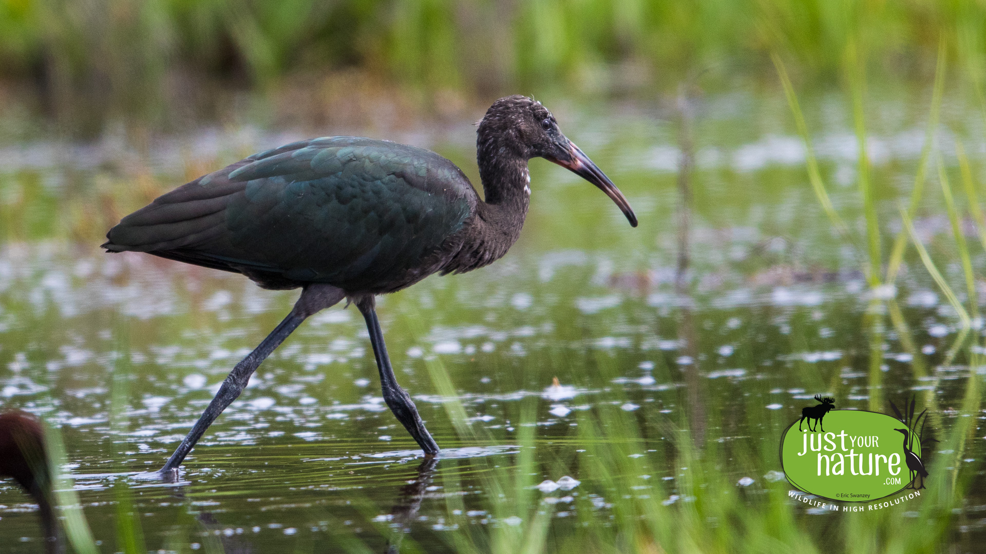 Glossy Ibis, Causeway Brook, Manchester-by-the-Sea, Massachusetts, 7 July 2015 by Eric Swanzey