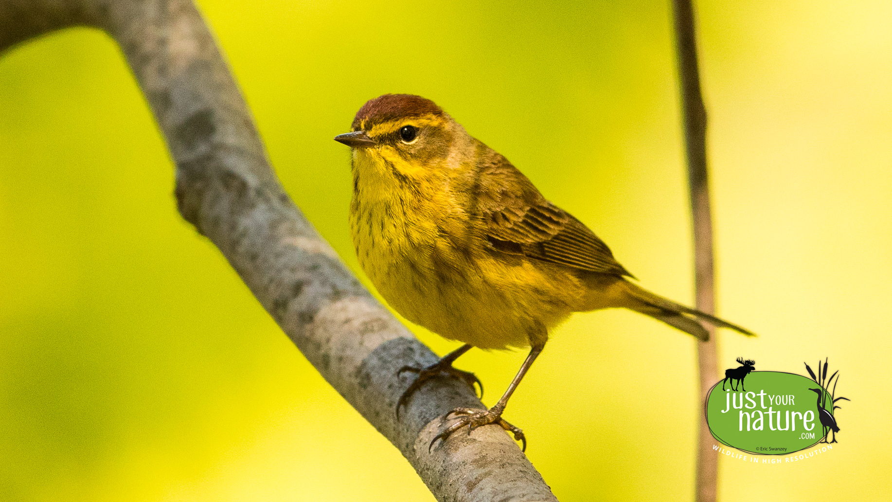 Palm Warbler, Daniel Boone Park, Ipswich, Massachusetts, 10 May 2016 by Eric Swanzey