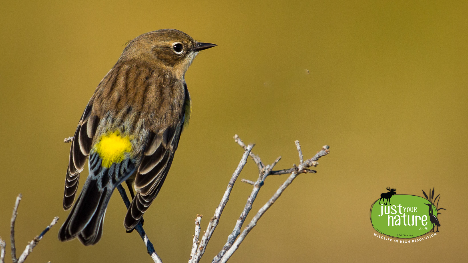 Yellow-rumped Warbler, Parker River NWR, Plum Island, Massachusetts, 13 October 2014 by Eric Swanzey