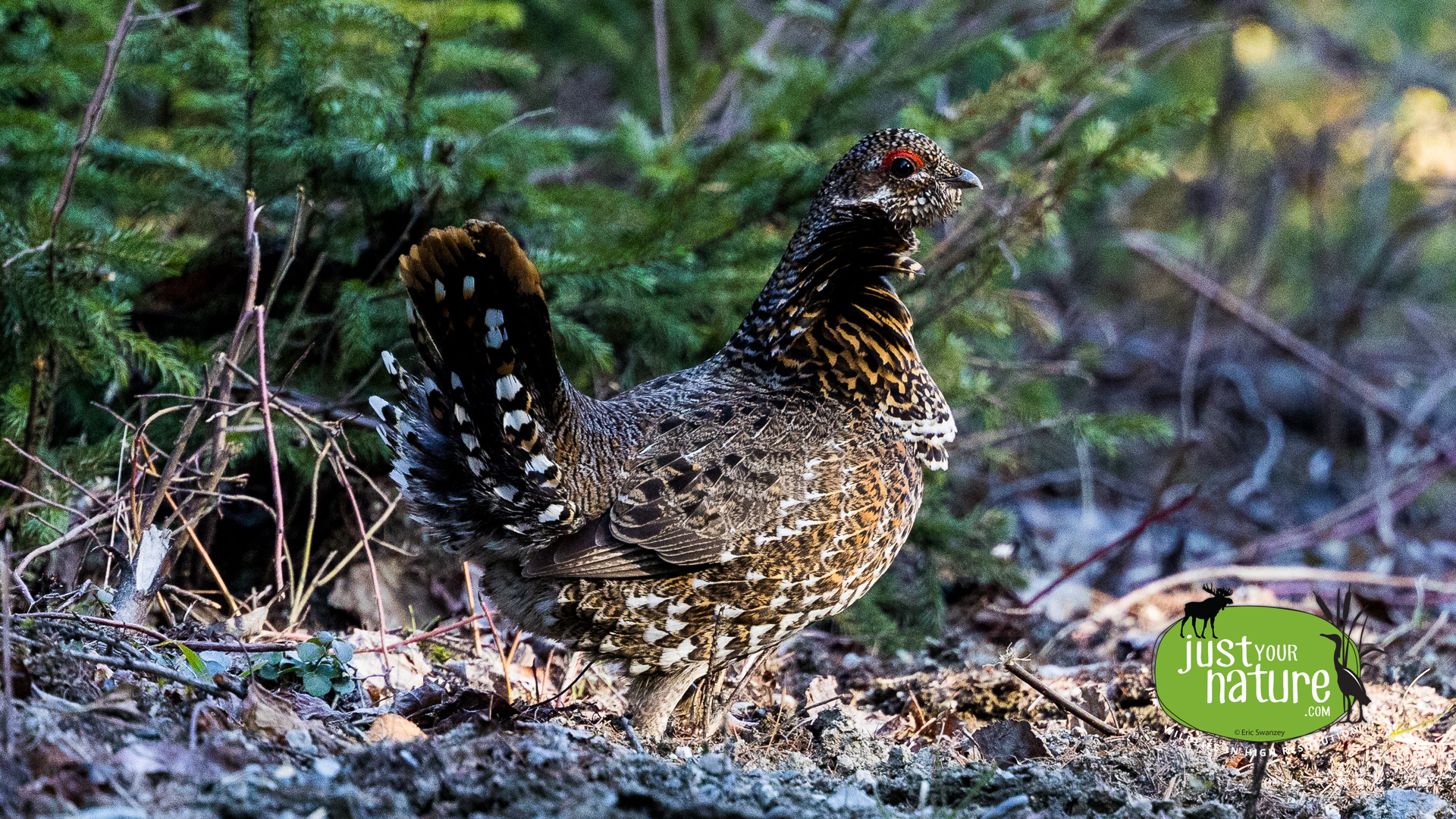 Spruce Grouse, Boy Scout Road, Rangeley, Maine, 22 April 2024 by Eric Swanzey