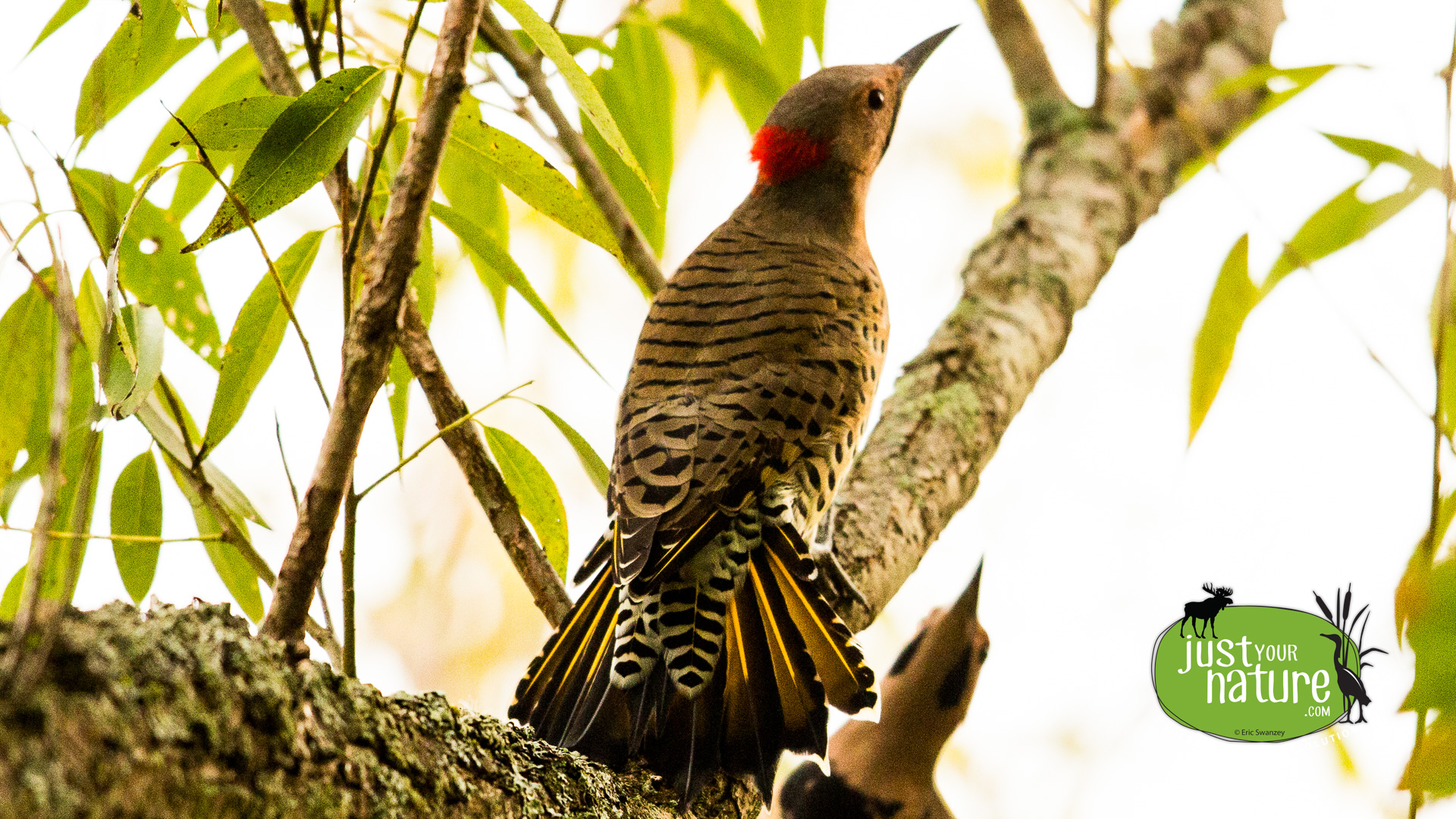 Northern Flicker, Parker River NWR, Plum Island, Massachusetts, 29 September 2014 by Eric Swanzey