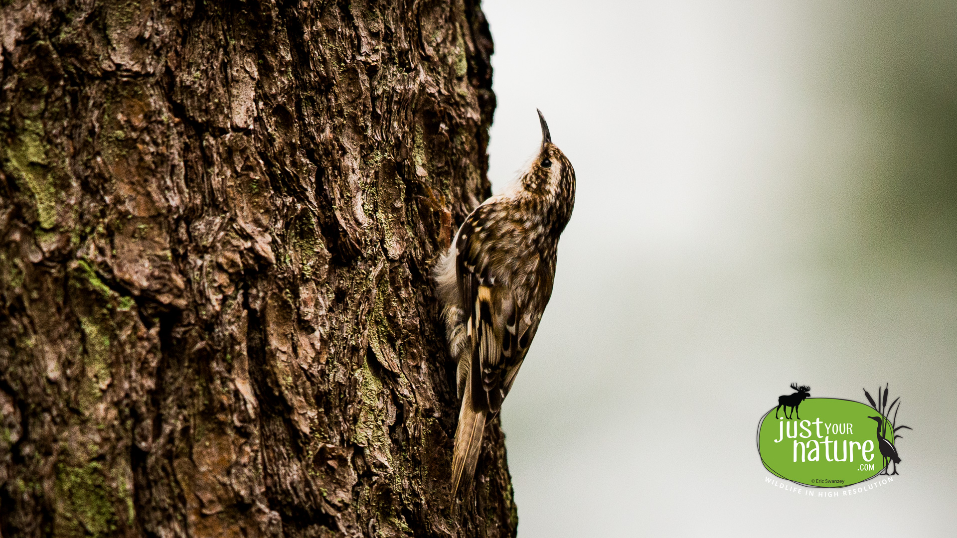 Brown Creeper, Cedar Pond Wildlife Sanctuary, Wenham, Massachusetts, 3 May 2016 by Eric Swanzey