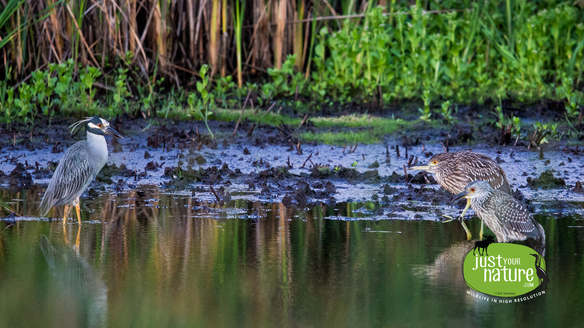 Black- and Yellow-crowned Night-Heron, Parker River NWR, Plum Island, Massachusetts, 15 August 2015 by Eric Swanzey