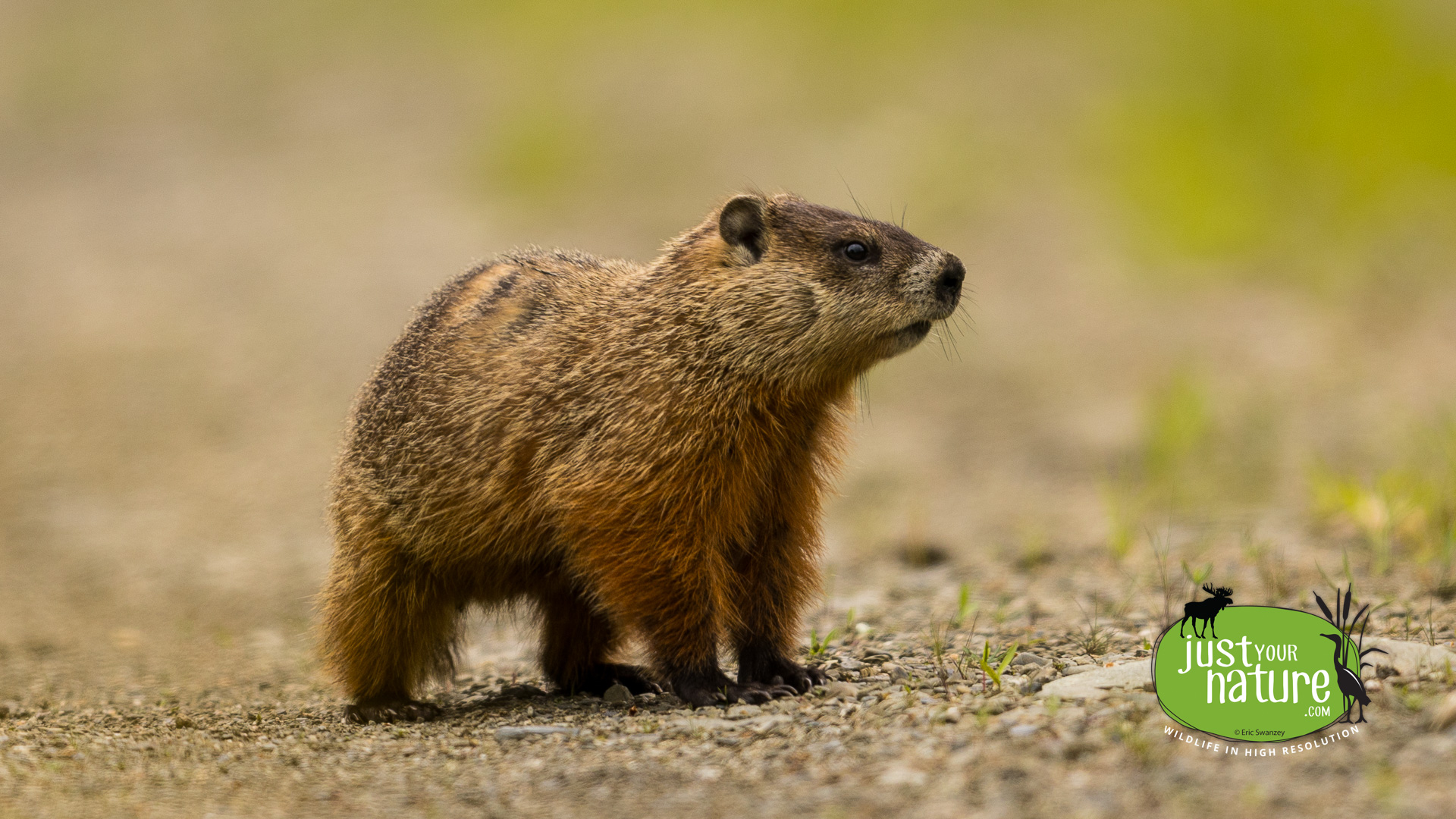 Groundhog, Big Bog, T6 R18 Wels, North Maine Woods (NMW), Maine, DeLorme 48:A2, 15 June 2024 by Eric Swanzey