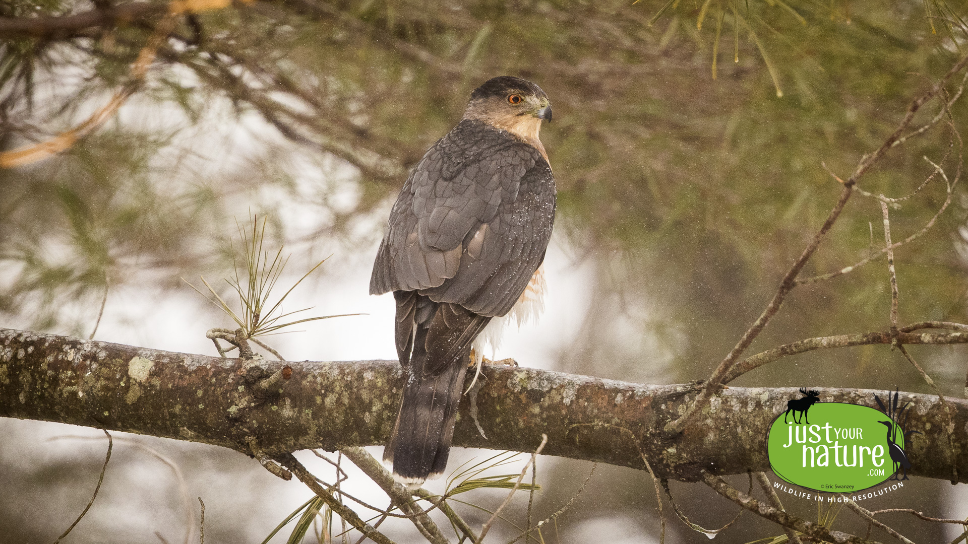 Coopers Hawk, Chubb Brook, Beverly Farms, Massachusetts, 2 February 2021 by Eric Swanzey