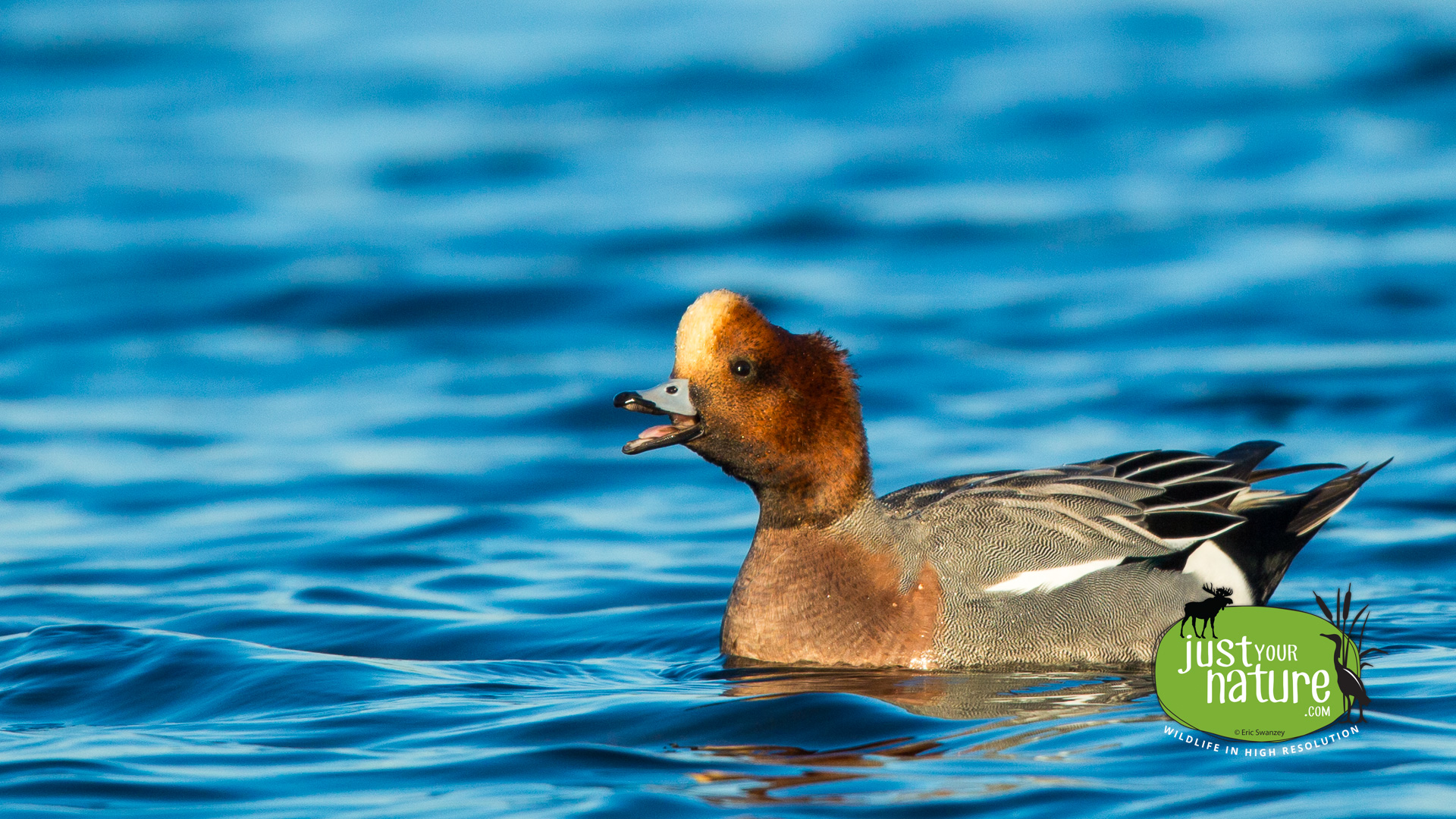 Eurasian Wigeon, Parker River NWR, Plum Island, Massachusetts, 20 October 2014 by Eric Swanzey