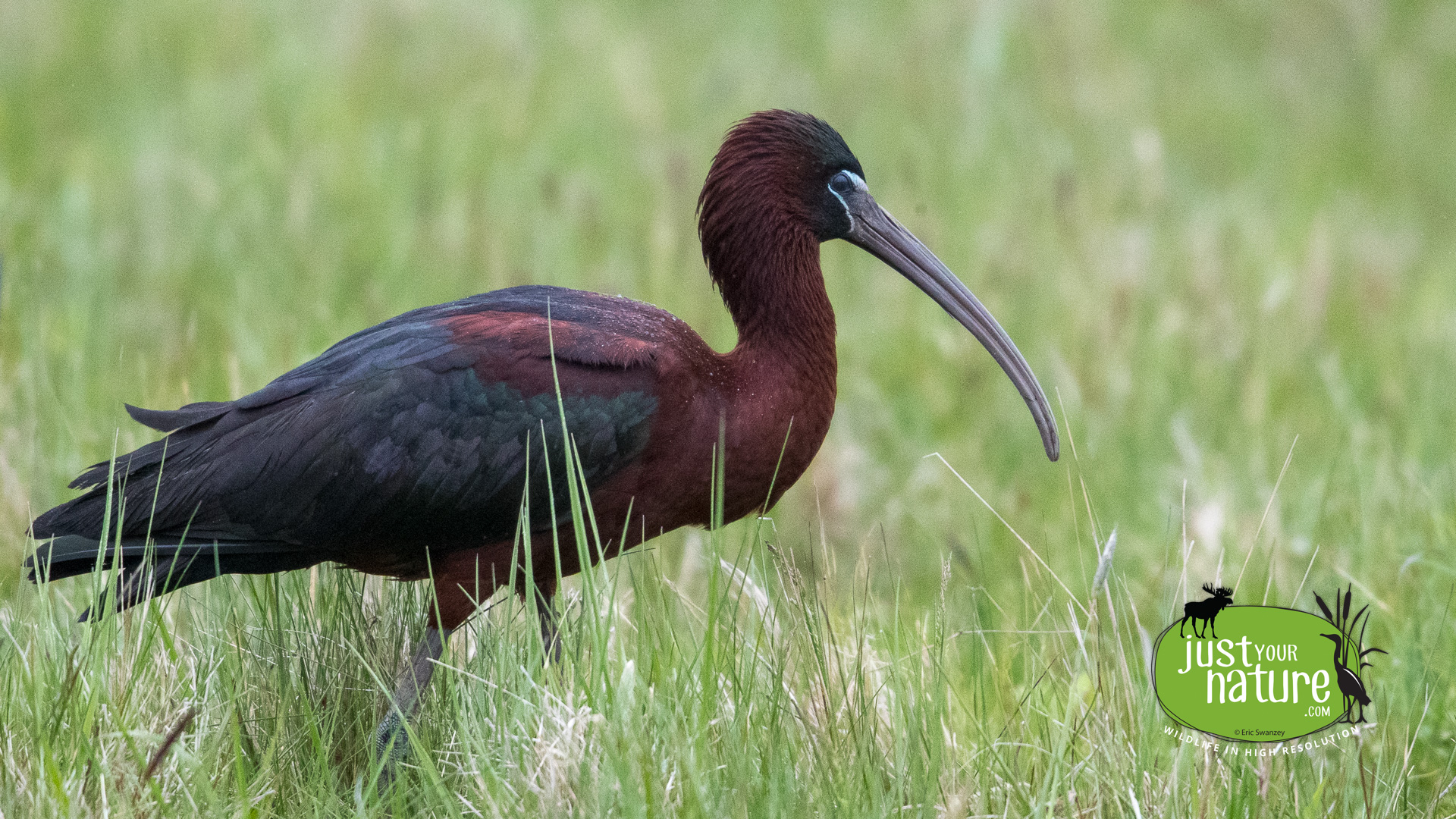 Glossy Ibis, Causeway Brook, Manchester-by-the-Sea, Massachusetts, 5 May 2016 by Eric Swanzey