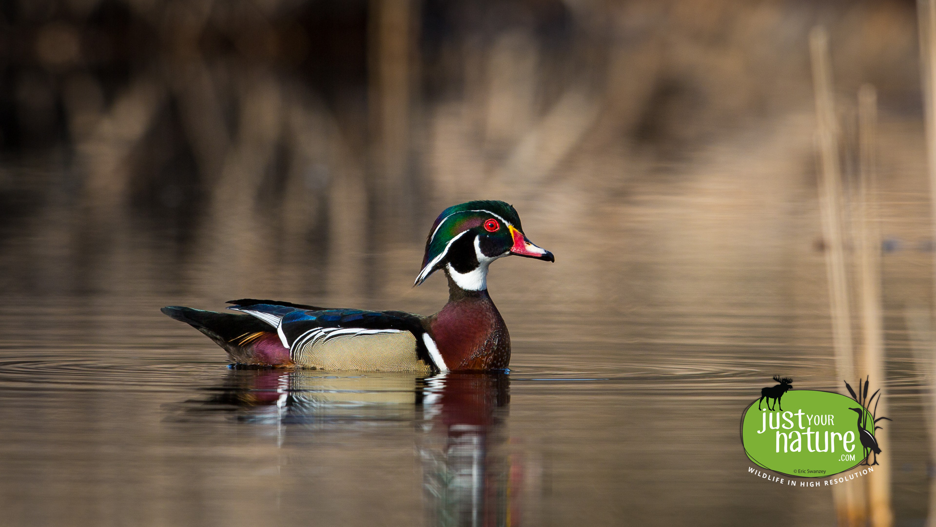 Wood Duck, Ipswich River Wildlife Sanctuary, Topsfield, Massachusetts, 6 April 2015 by Eric Swanzey