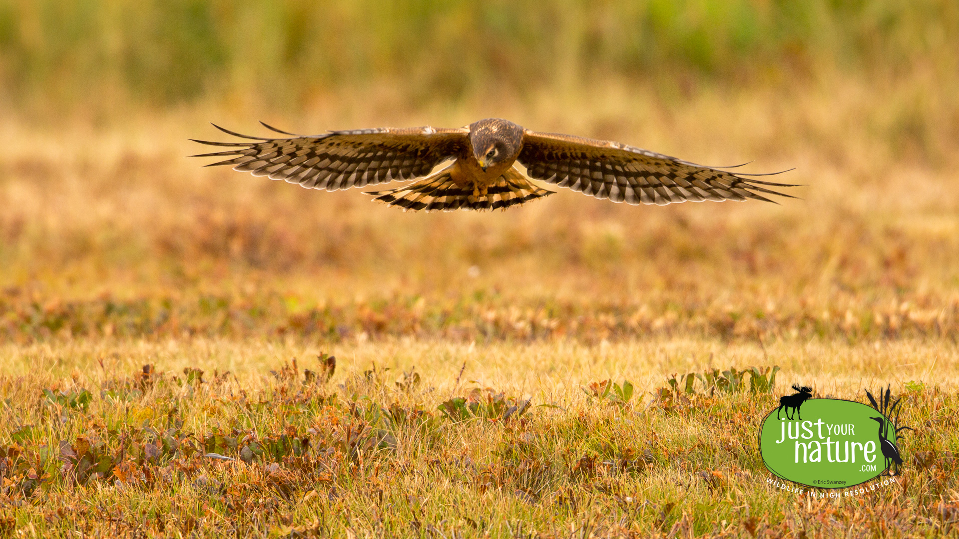 Northern Harrier, Parker River NWR, Plum Island, Massachusetts, 25 September 2014 by Eric Swanzey