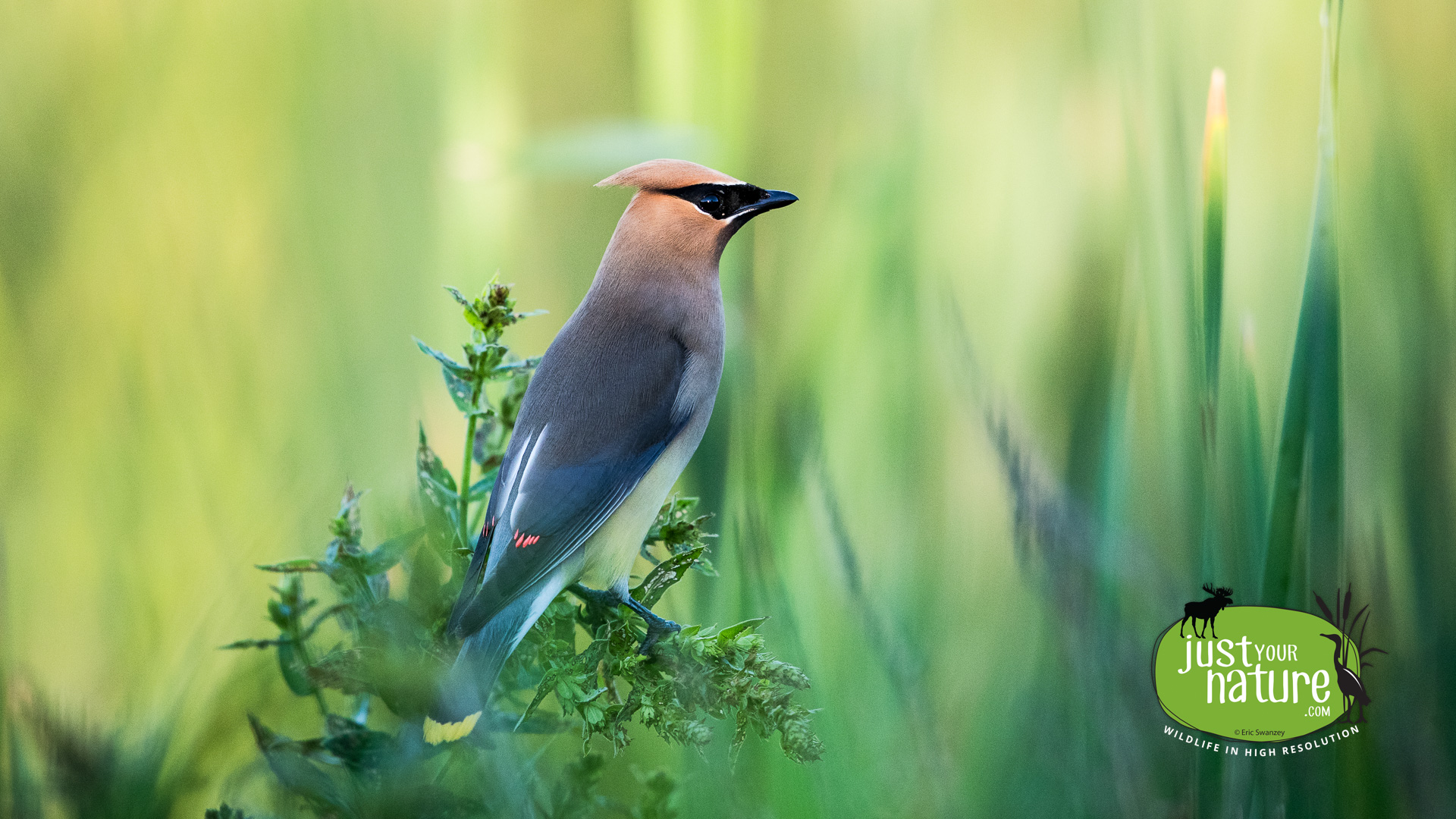 Cedar Waxwing, Parker River NWR, Plum Island, Massachusetts, 9 July 2017 by Eric Swanzey