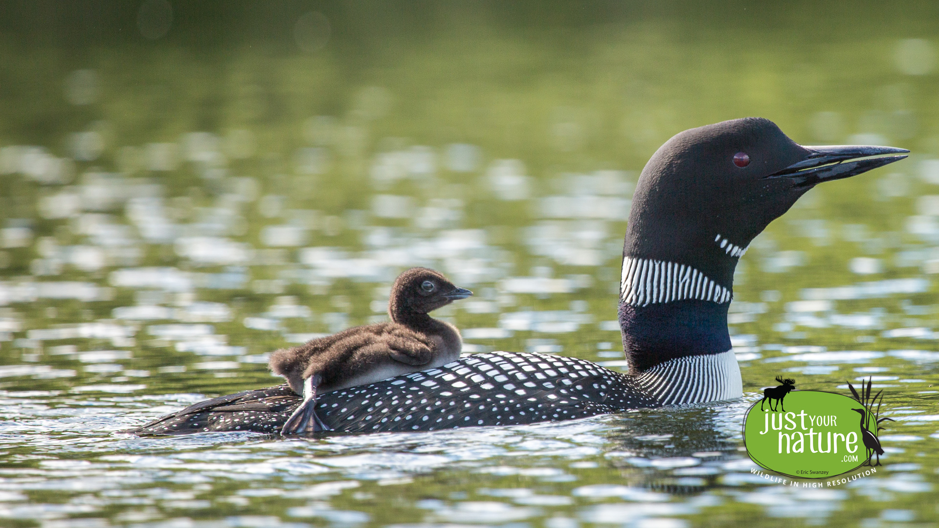 Common Loon, Grafton Pond, Grafton, New Hampshire, 20 June 2014 by Eric Swanzey