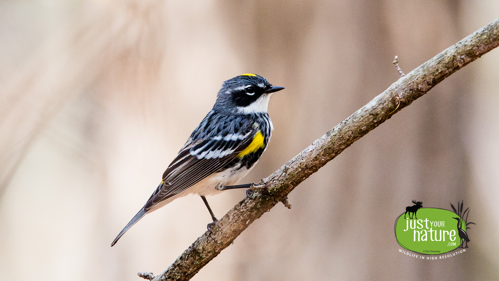 Yellow-rumped Warbler, Ipswich River Wildlife Sanctuary, Topsfield, Massachusetts, 6 May 2015 by Eric Swanzey