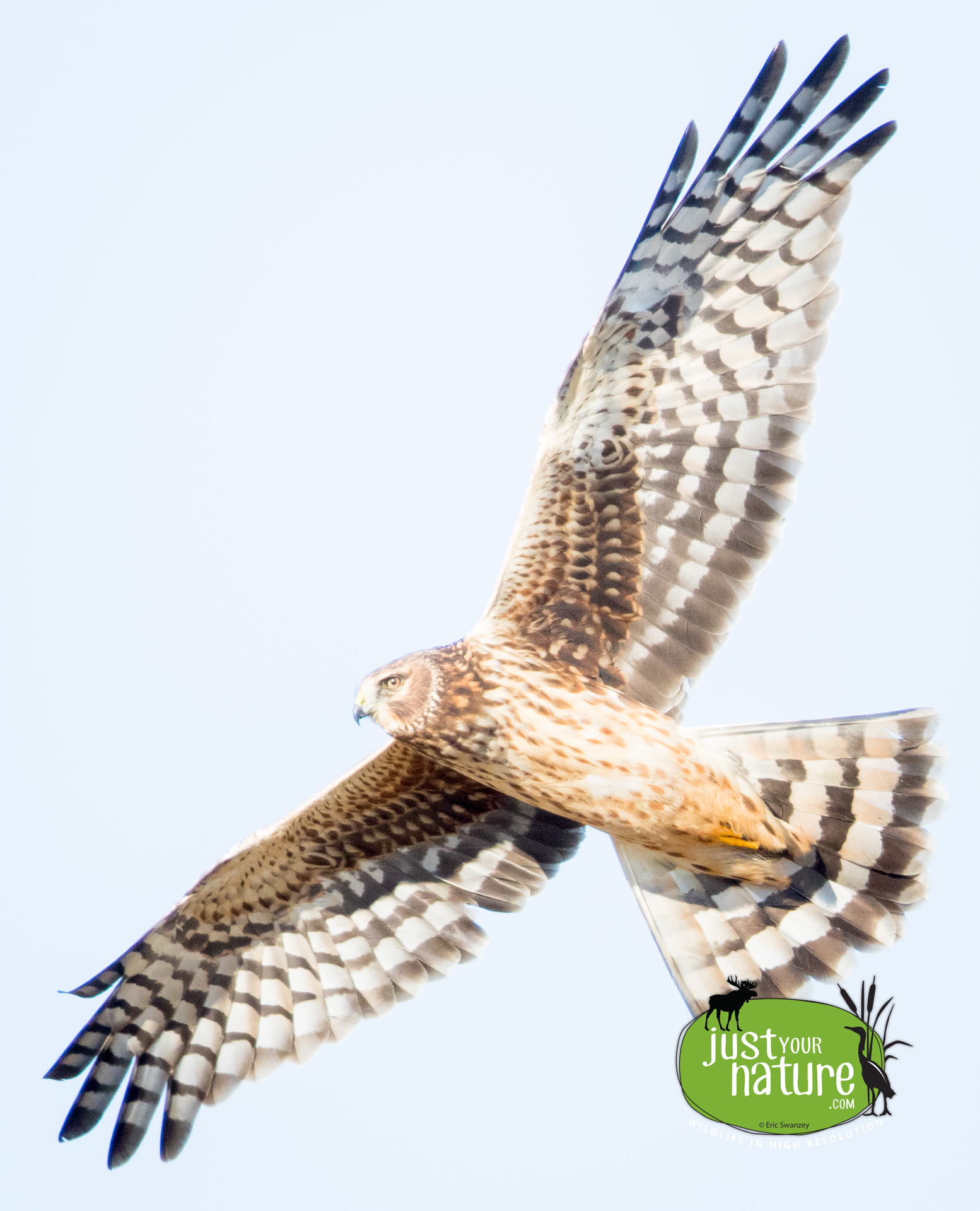 Northern Harrier, Parker River NWR, Plum Island, Massachusetts, 11 November 2014 by Eric Swanzey