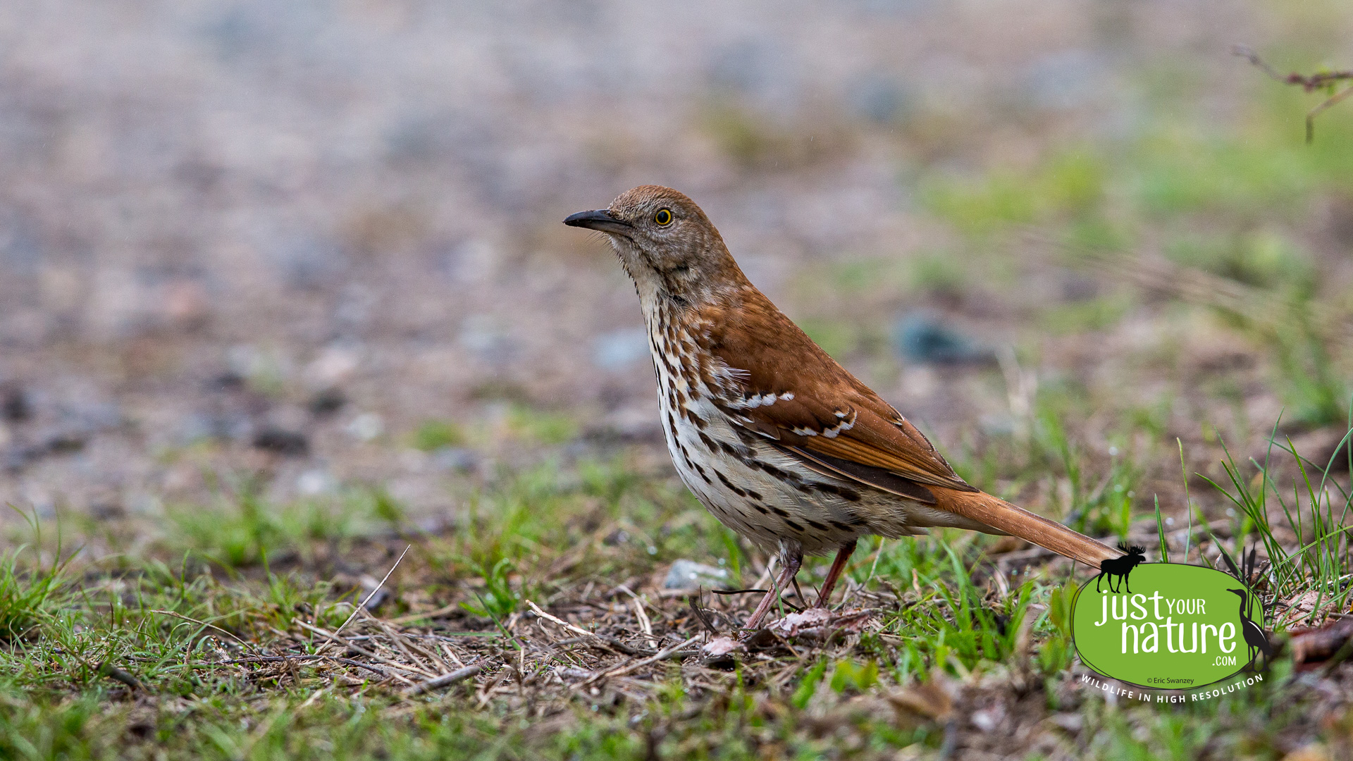 Brown Thrasher, Halibut Point State Park, Rockport, Massachusetts, 9 May 2015 by Eric Swanzey