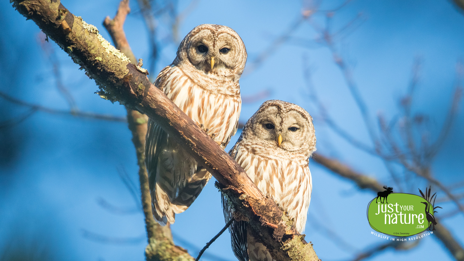 Barred Owl, Julia Bird Reservation, Ipswich, Massachusetts, 21 April 2017 by Eric Swanzey