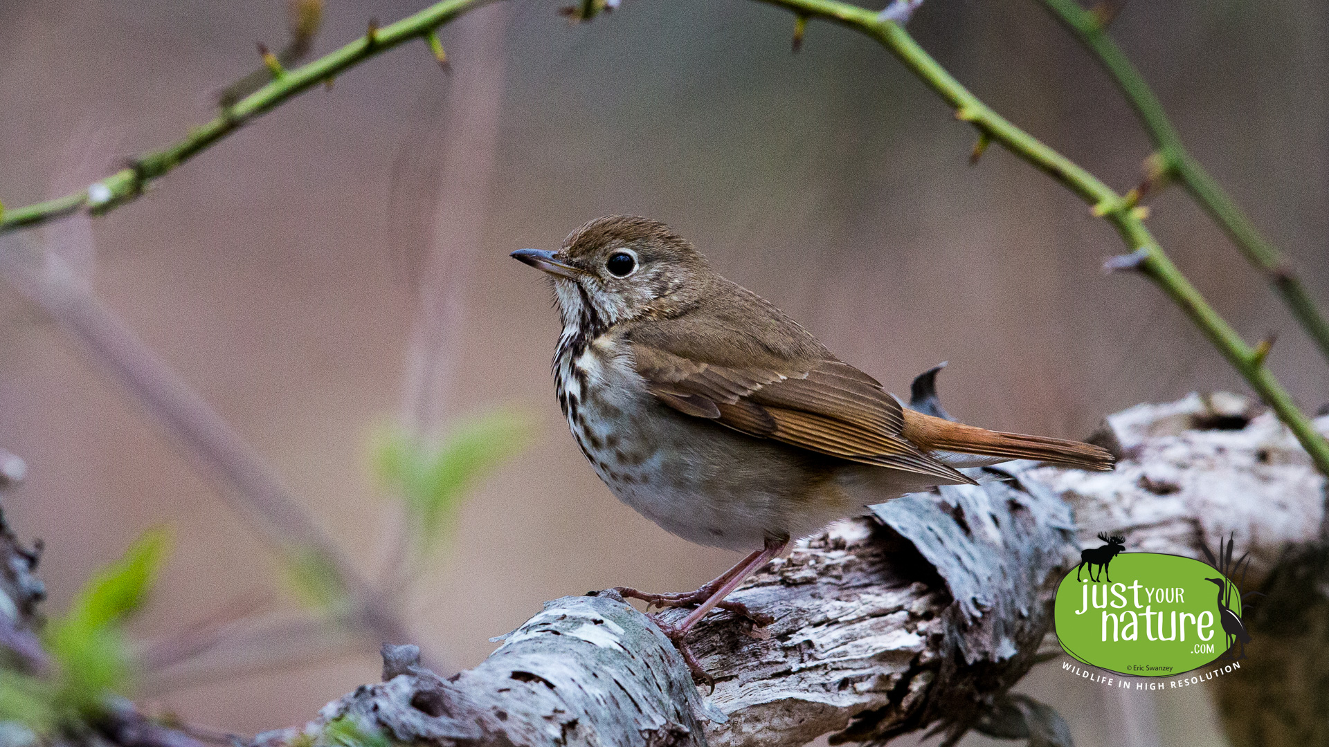 Hermit Thrush, Halibut Point State Park, Rockport, Massachusetts, 9 May 2015 by Eric Swanzey