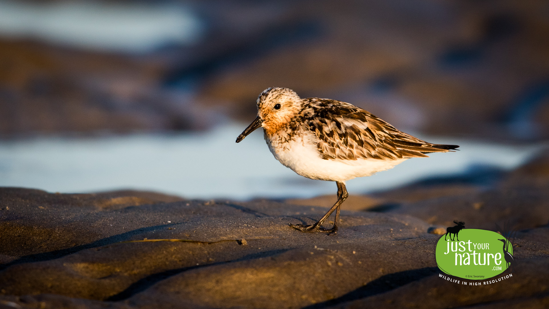 Sanderling, Sandy Point State Reservation, Plum Island, Massachusetts, 10 August 2015 by Eric Swanzey