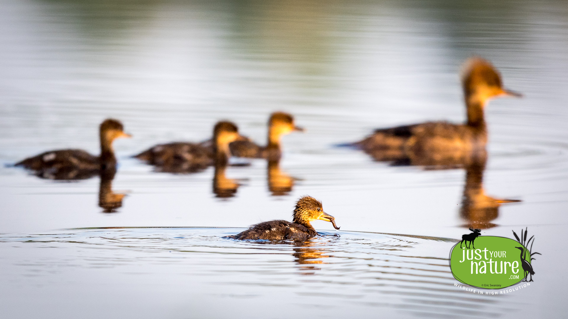 Hooded Merganser, Elm Stream Twp, North Maine Woods (NMW), Maine, DeLorme 48:C5, 19 June 2024 by Eric Swanzey