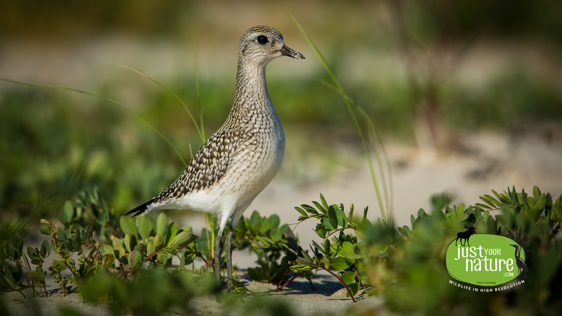 American Golden Plover, Sandy Point State Reservation, Plum Island, Massachusetts, 19 September 2014 by Eric Swanzey